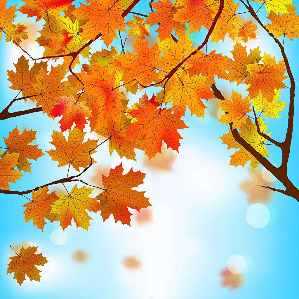 image Foliage Maple Nature Autumn Branches Vector Graphics