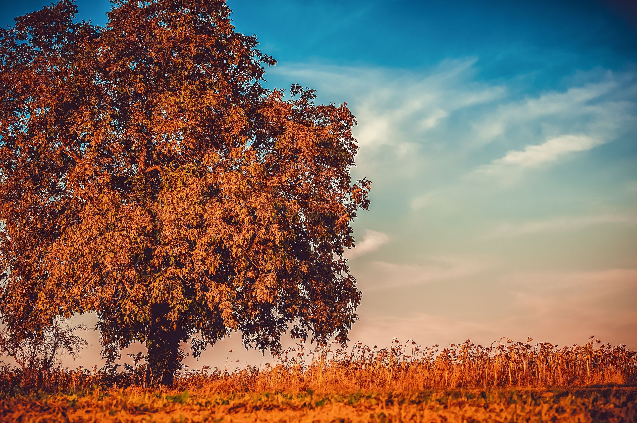 Autumn Tree Branches 4k Chromebook Pixel HD 4k Wallpaper, Image, Background, Photo and Picture