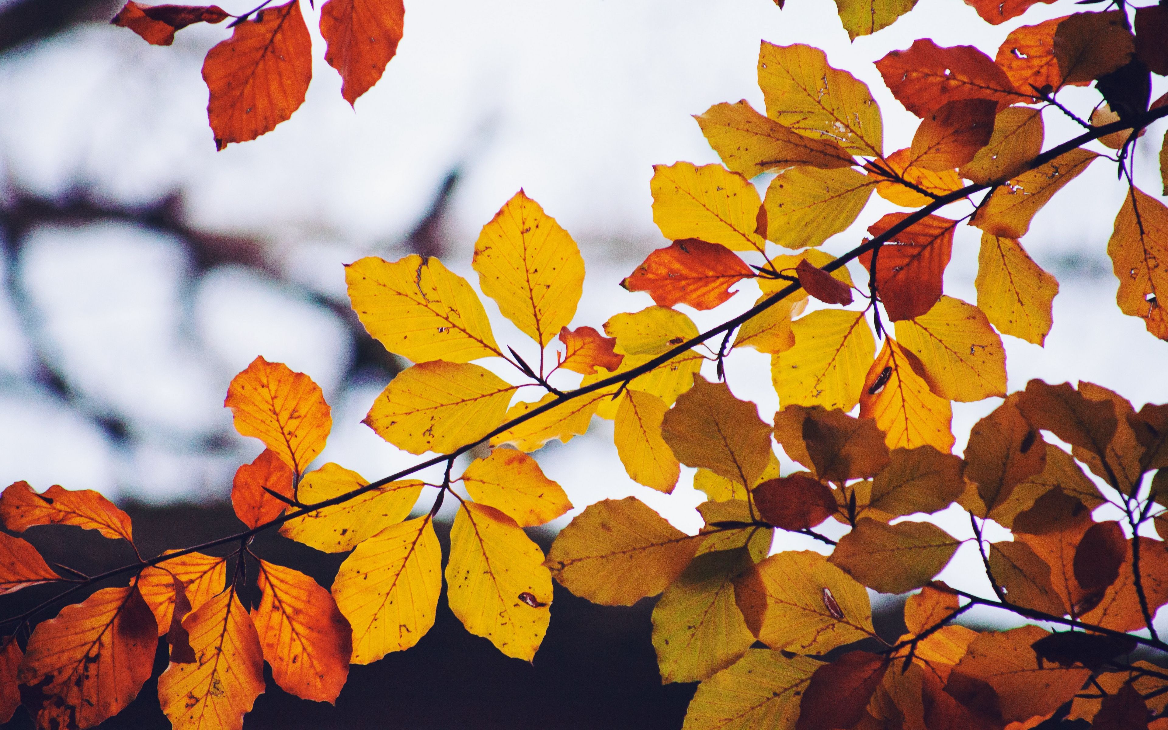 Wallpaper Leaves, Yellow, Dry, Branch, Autumn Wallpaper Nature