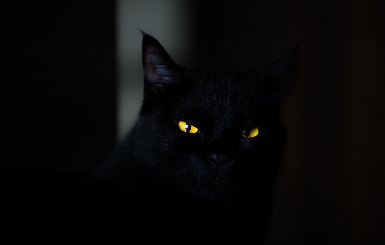 Wallpaper dark, animals, eyes, cat, cats, look, yellow eyes, spooky, black wallpaper, stare, 4k ultra HD background, striking eyes image for desktop, section кошки