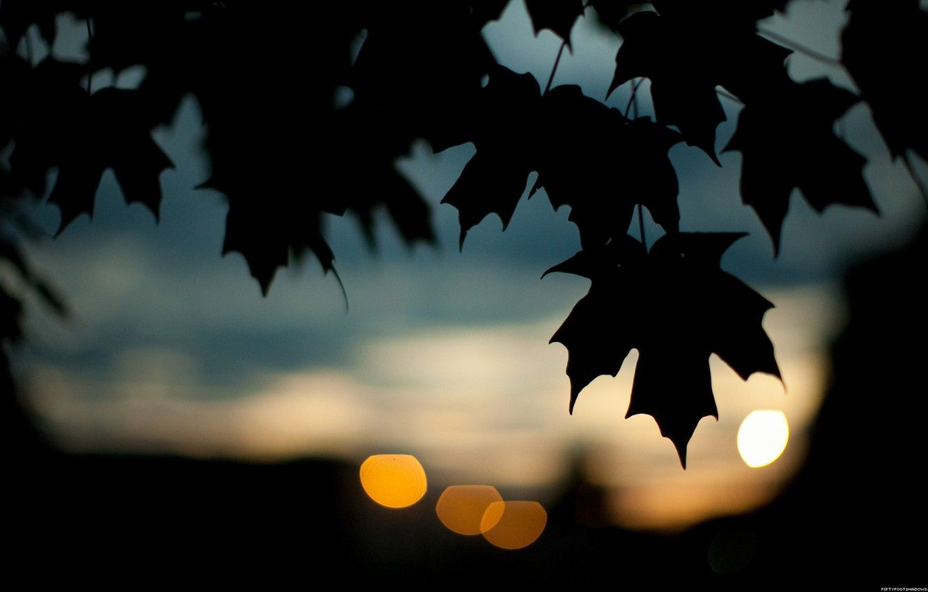 Wallpaper autumn, leaves, dark image for desktop, section природа