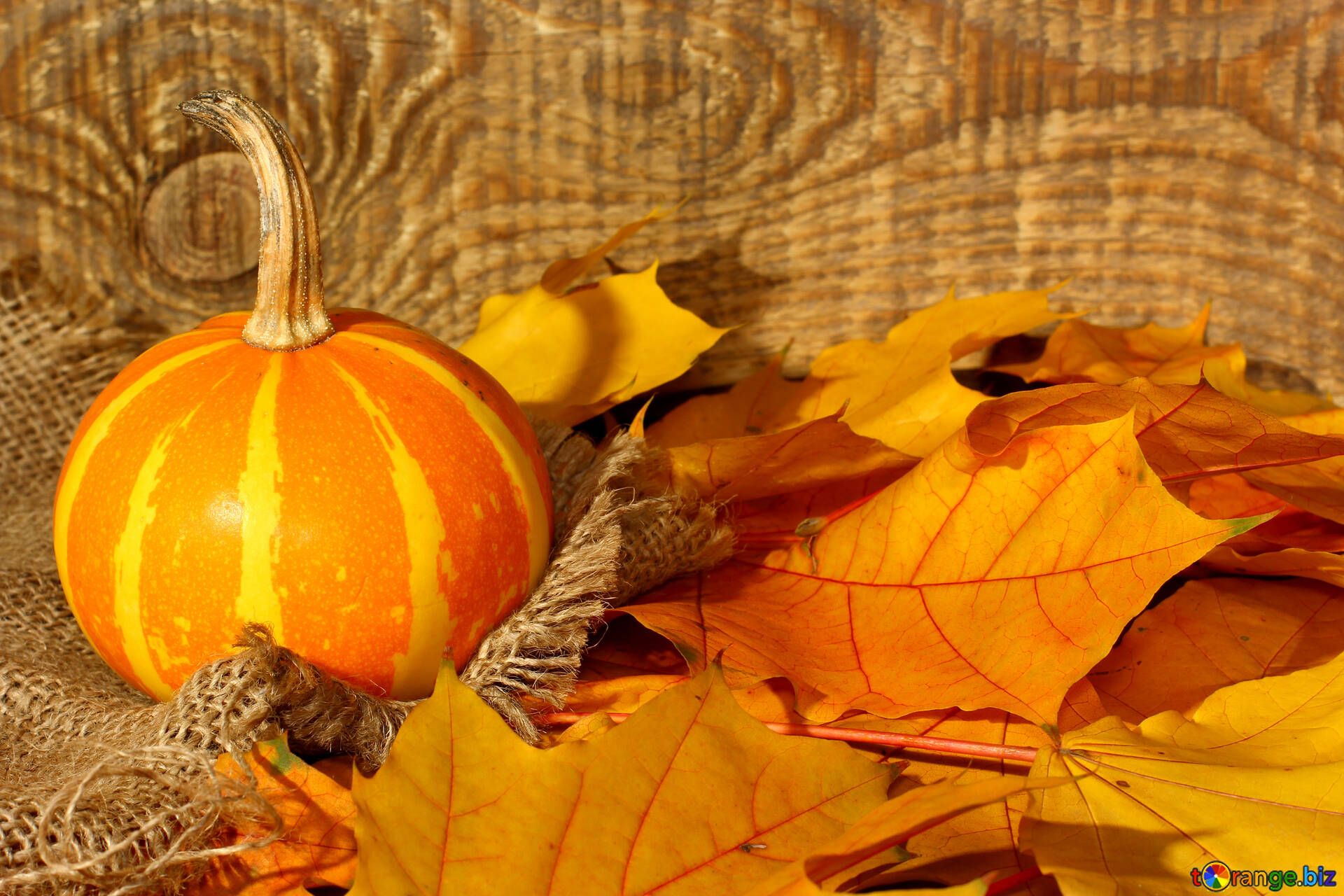 Pumpkins And Autumn Leaves Image Wallpaper With Pumpkin And Autumn Leaves Image Leaves № 35452. Torange.biz Free Pics On Cc By License