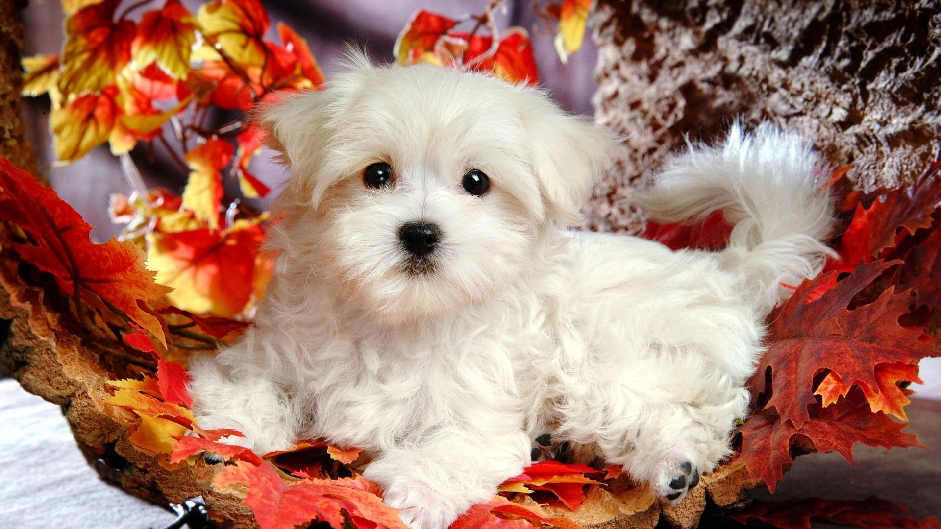 Fluffy little dog wallpaper Wallpaper Download little dog wallpaper Wallpaper Wallpaper Site