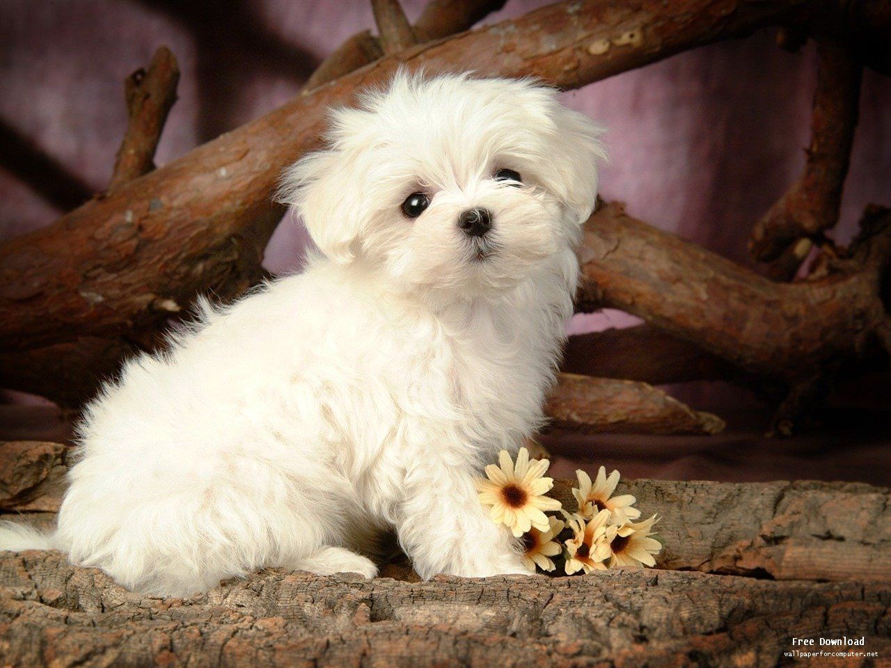 Names and pics of small dogs wallpaper