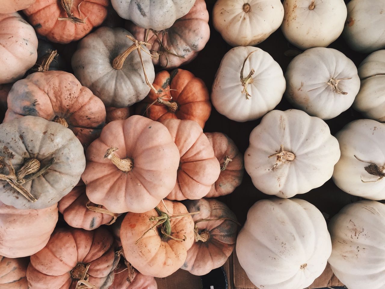 Free download Pin by Ellie Severson on Autumn Pumpkin wallpaper Fall  3024x4032 for your Desktop Mobile  Tablet  Explore 27 Pumpkin  Aesthetic Wallpapers  Pumpkin Backgrounds Pumpkin Wallpaper Pumpkin  Wallpaper Free