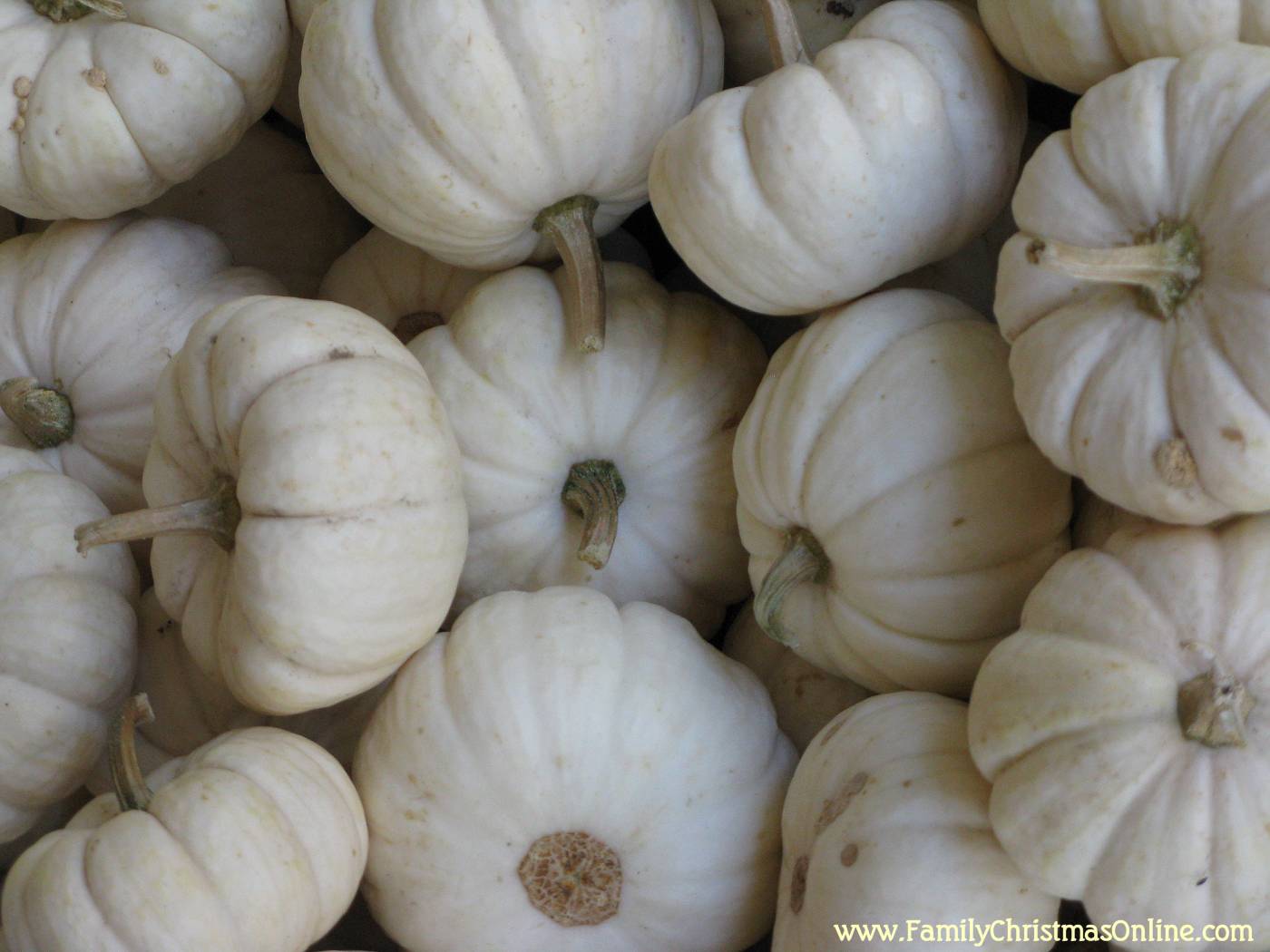 White Pumpkins by Stocksy Contributor Melanie DeFazio  Pumpkin wallpaper  Fall wallpaper Cute fall wallpaper