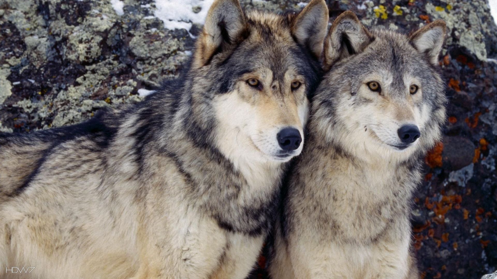 two beautiful wolves. HD wallpaper gallery