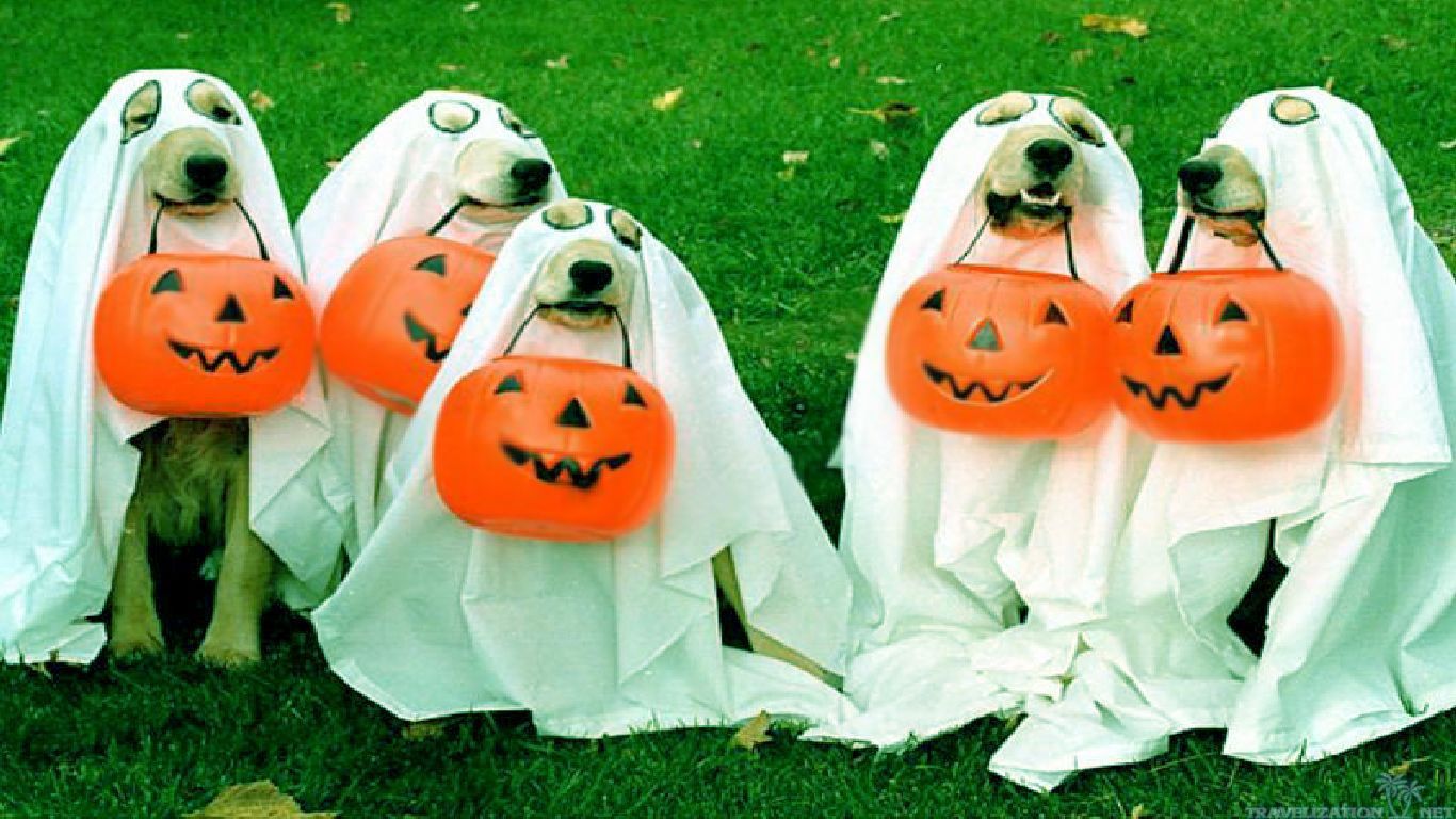 dogs in halloween costumes wallpaper