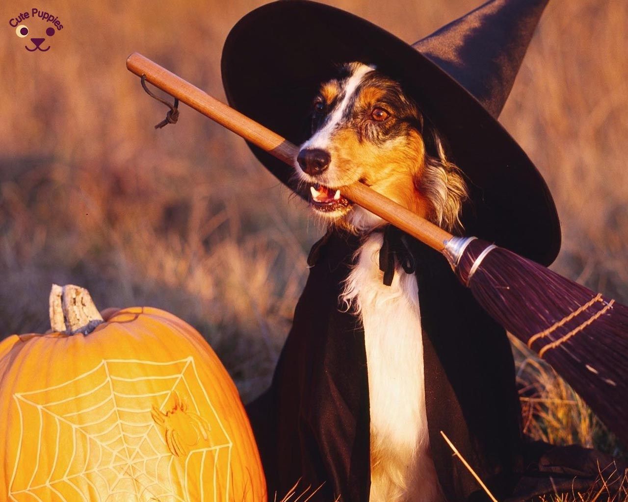 Download Halloween Aesthetic Brown Dog Wallpaper  Wallpaperscom