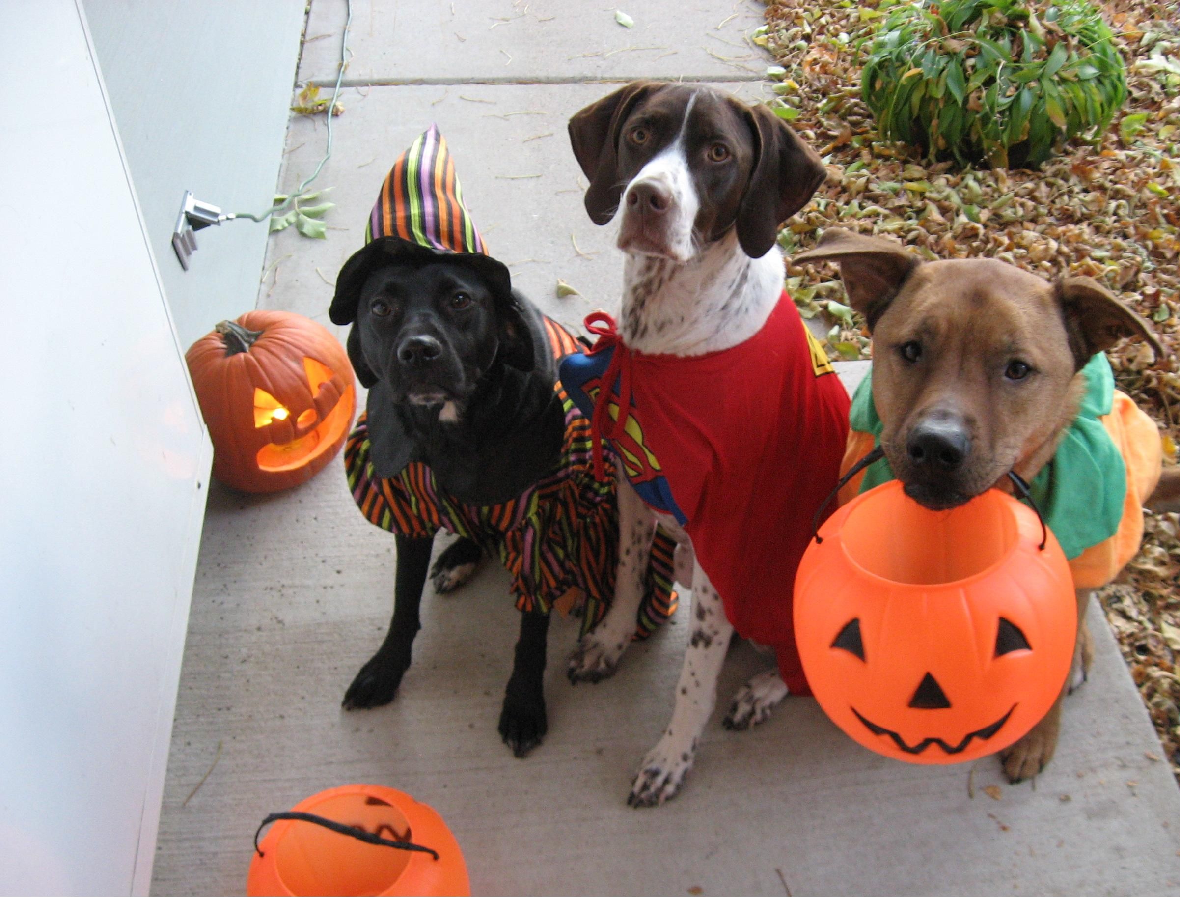 Strategies for Keeping Rover Safe this Halloween