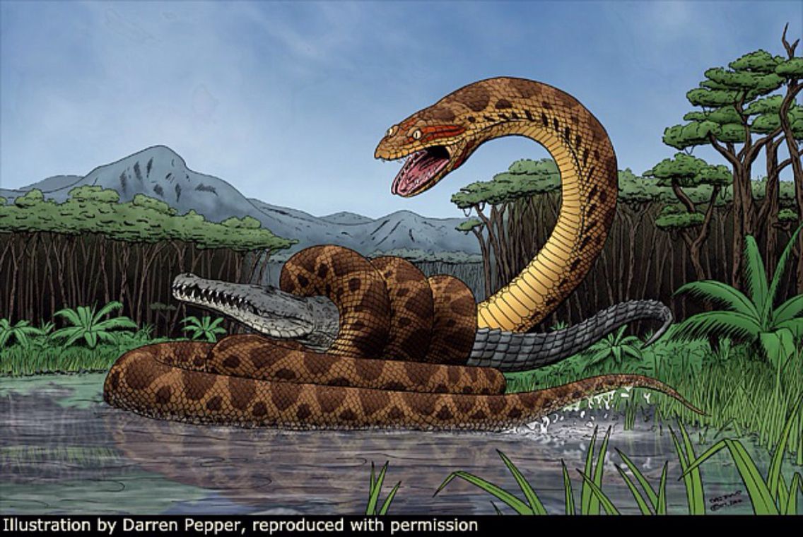 Titanoboa cerrejonensis, illustration by Darren Pepper. Titanoboa ranged in size from‭ ‬12.8‭ ‬and‭ 14.8‭ ‬met. Prehistoric animals, Extinct animals, Prehistoric‬