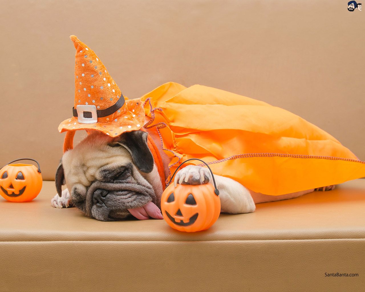 A dog dressed up for Halloween celebrations