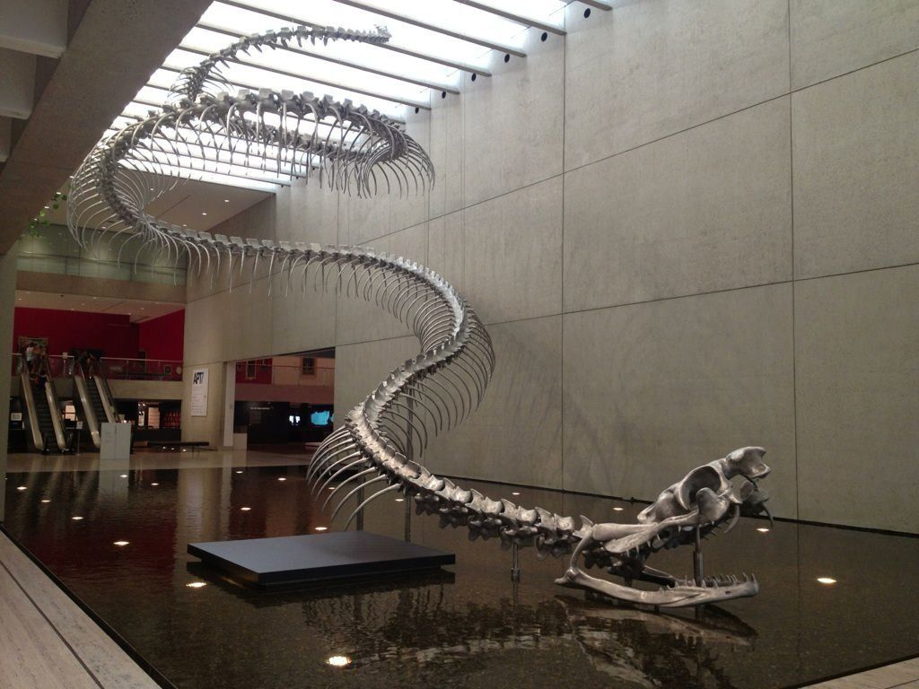 The Titanoboa At The Brisbane Art Gallery. The Real Titanoboa Was 12 15 Meters Long And Weighed In At 1135 Kilos Or 2500 Lbs. It Is Biggest And Heaviest Snake Ever Discovered