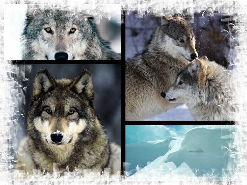 Wolves image Wolfs HD wallpaper and background photo
