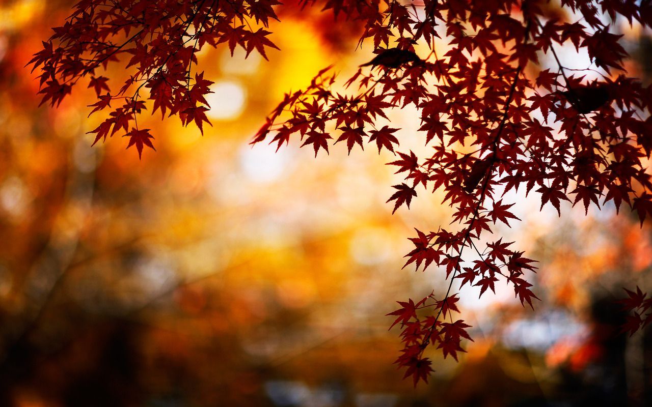 Love Autumn Tumblr. Autumn leaves wallpaper, Bokeh wallpaper, Autumn tumblr