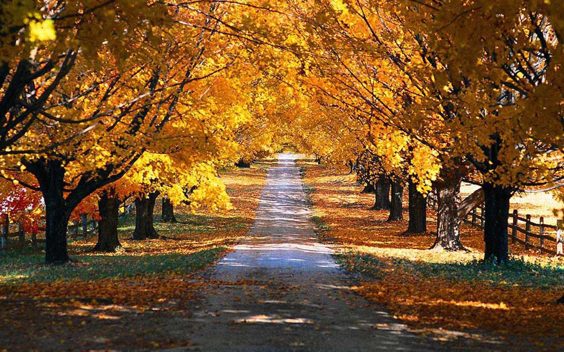 Pathway I see my path, but I don't know where it leads. Not knowing where I'm going is what inspires me to. Autumn scenery, Scenery picture, Autumn wallpaper hd