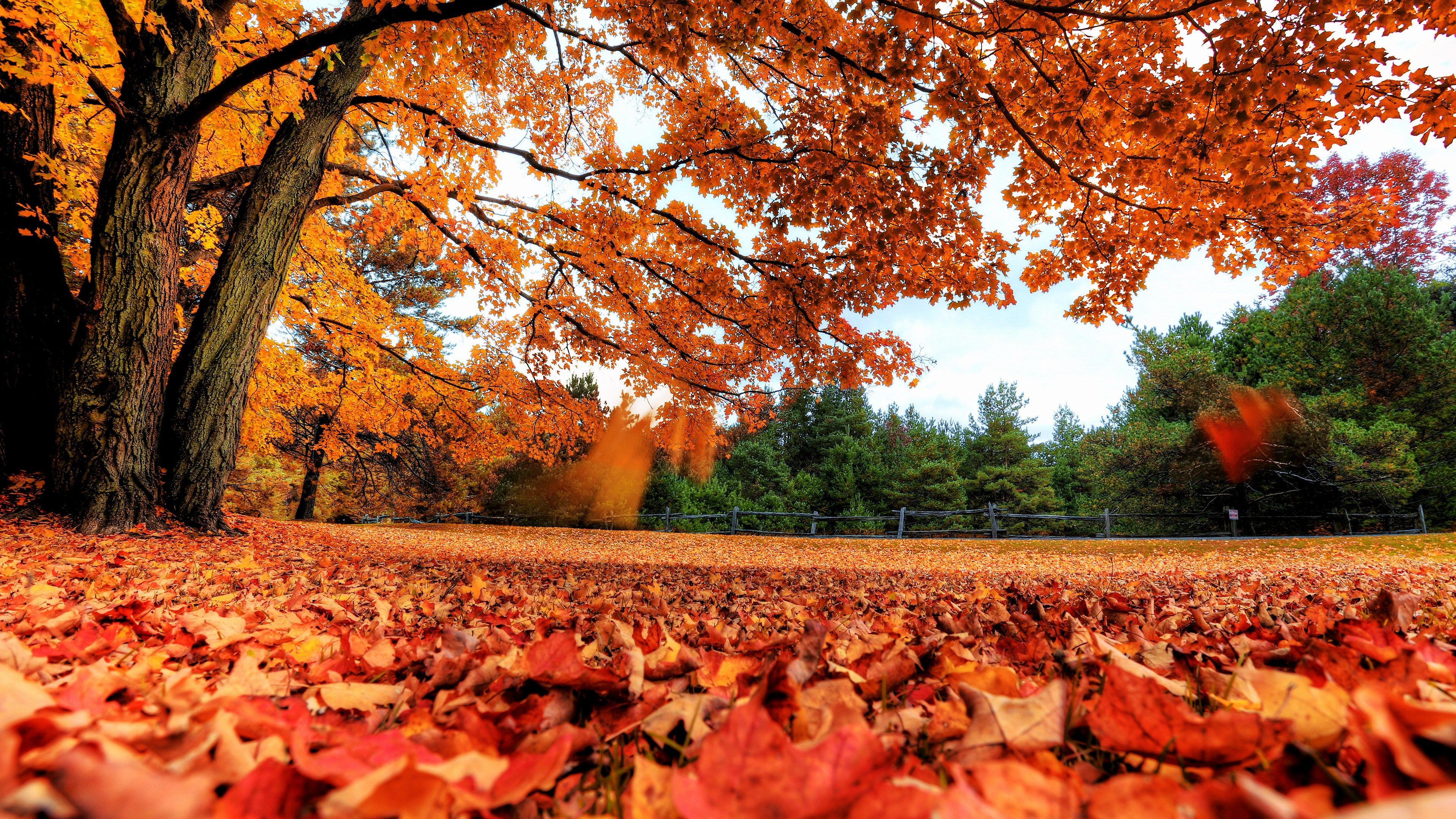 4k wallpaper download for pc (3840x2160). Autumn leaves wallpaper, Fall wallpaper, Autumn trees