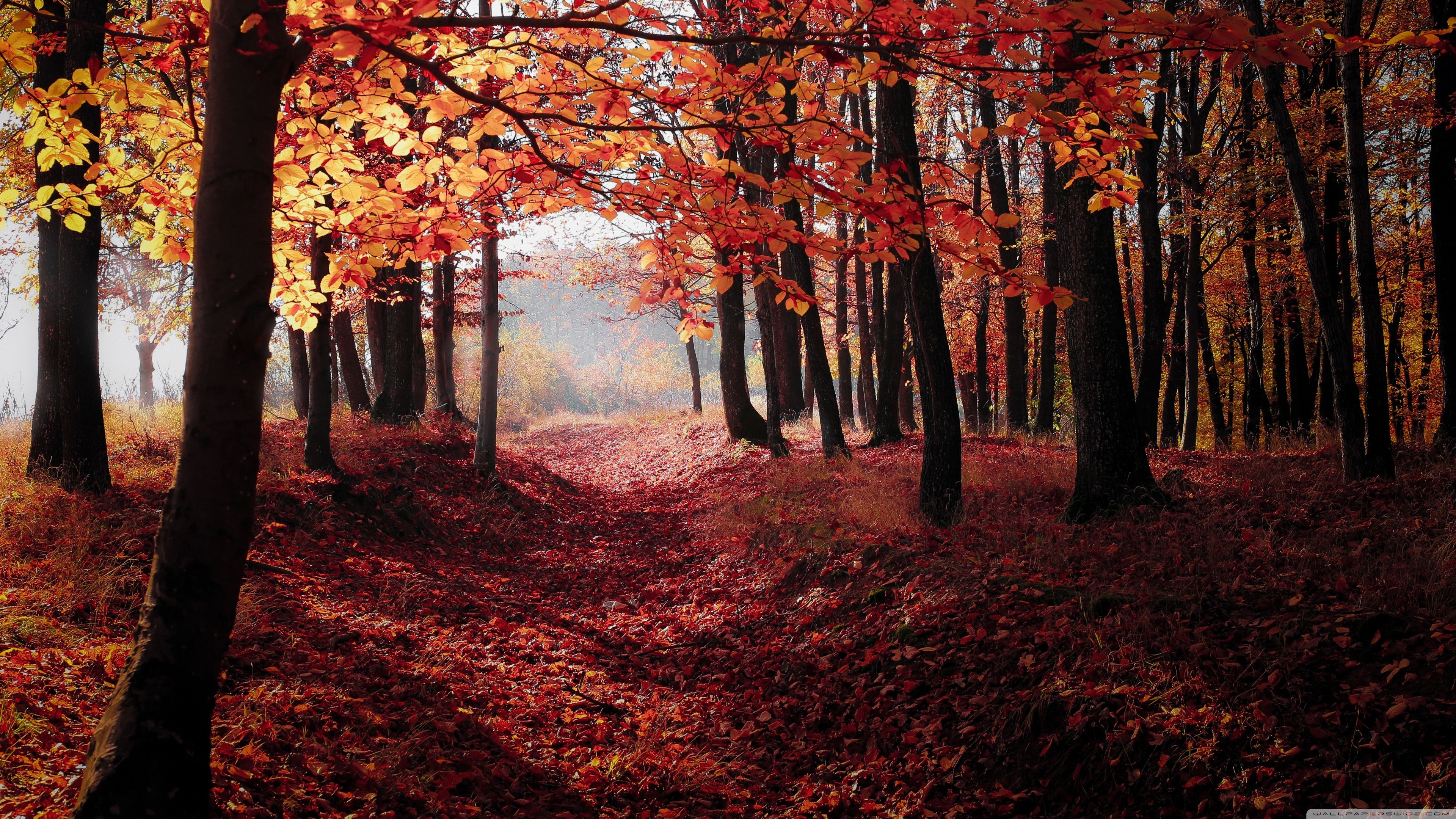 Autumn, Forest Trees, Red Leaves Ultra HD Desktop Background Wallpaper for 4K UHD TV, Widescreen & UltraWide Desktop & Laptop, Tablet