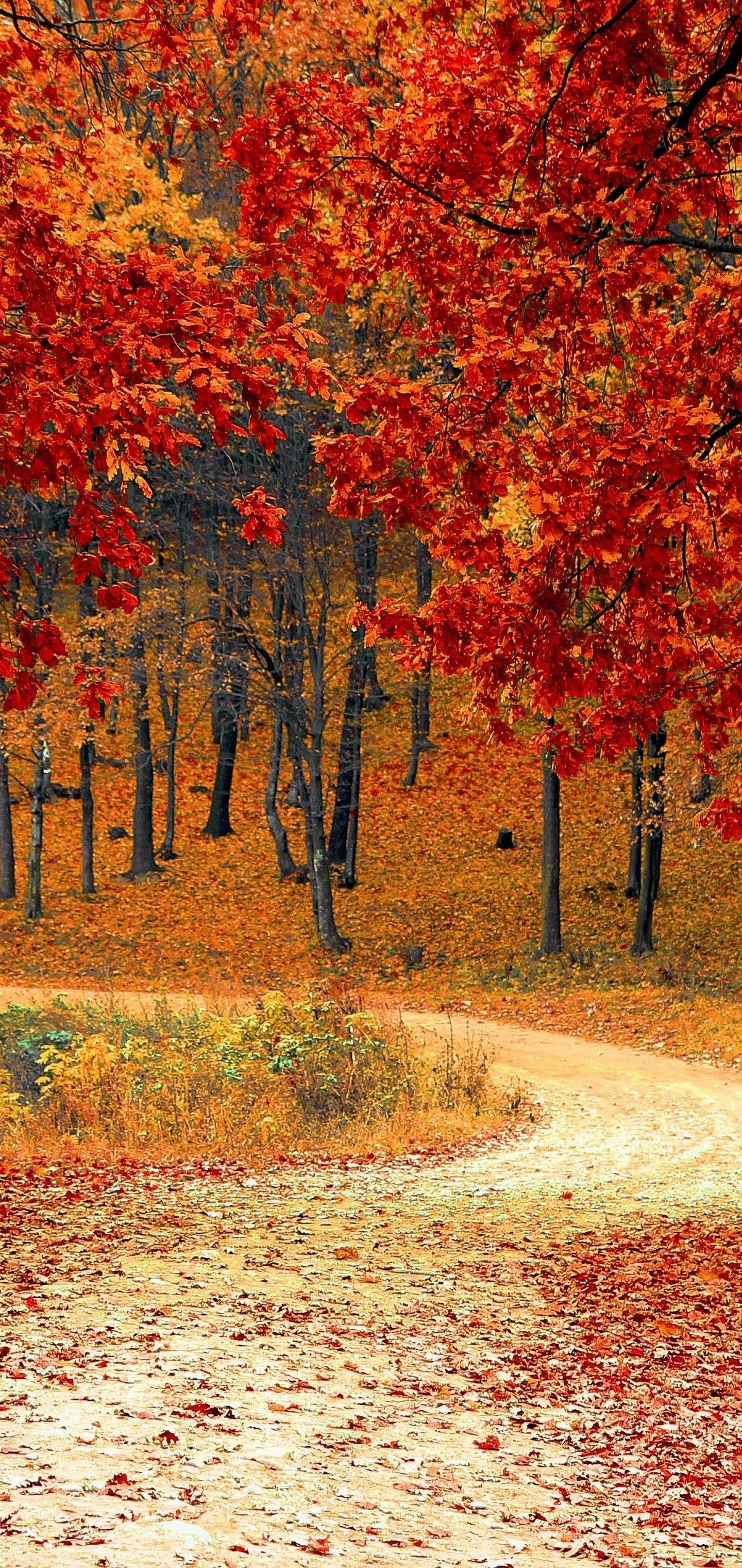 Autumn Trees Forest 4K Wallpapers