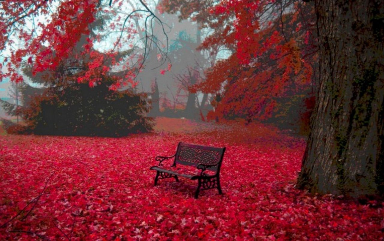 Red Autumn Carpet Bench Tree wallpaper. Red Autumn Carpet Bench Tree