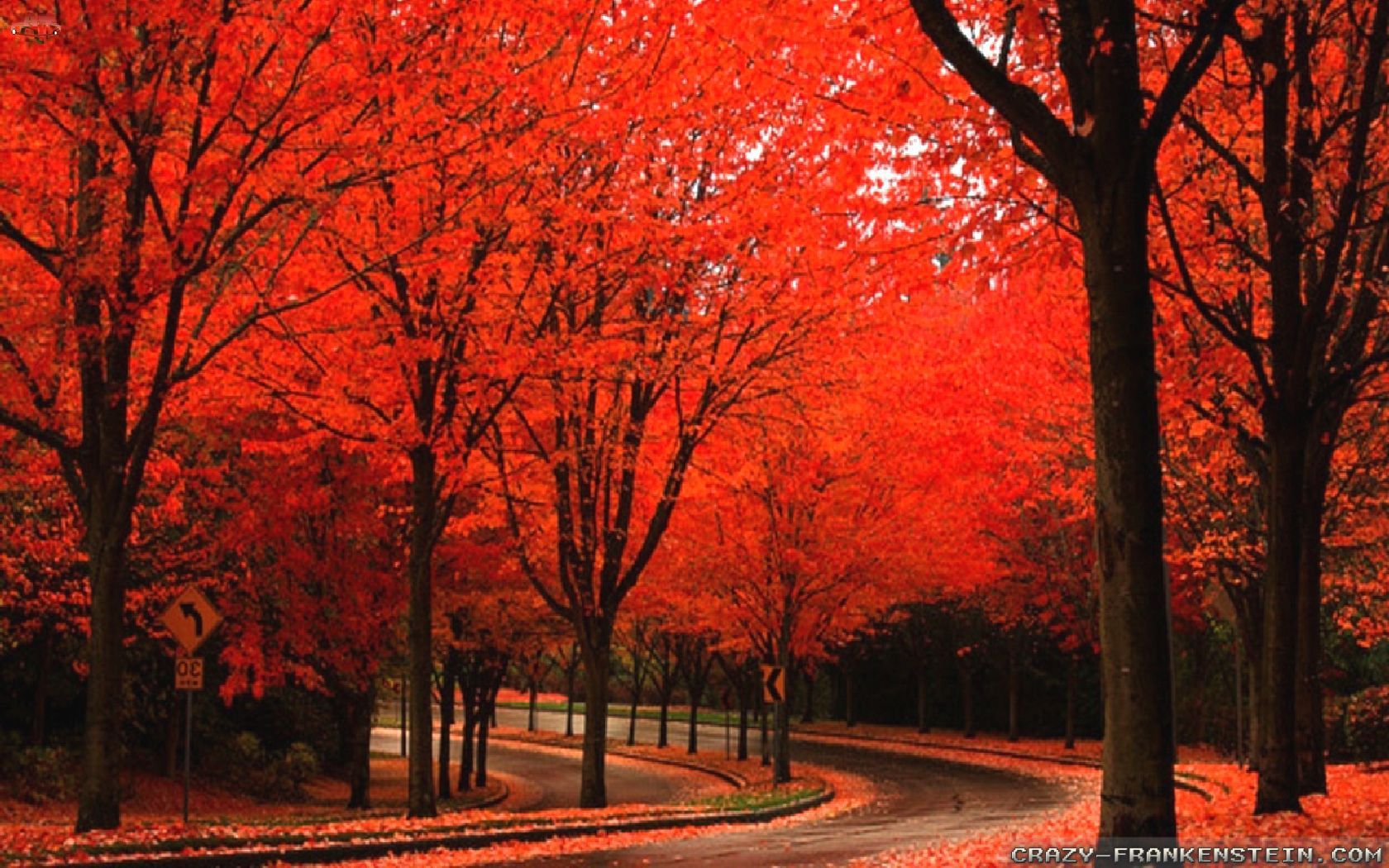 Bright Red Alley Beautiful Autumn Wallpaper 1680×1050