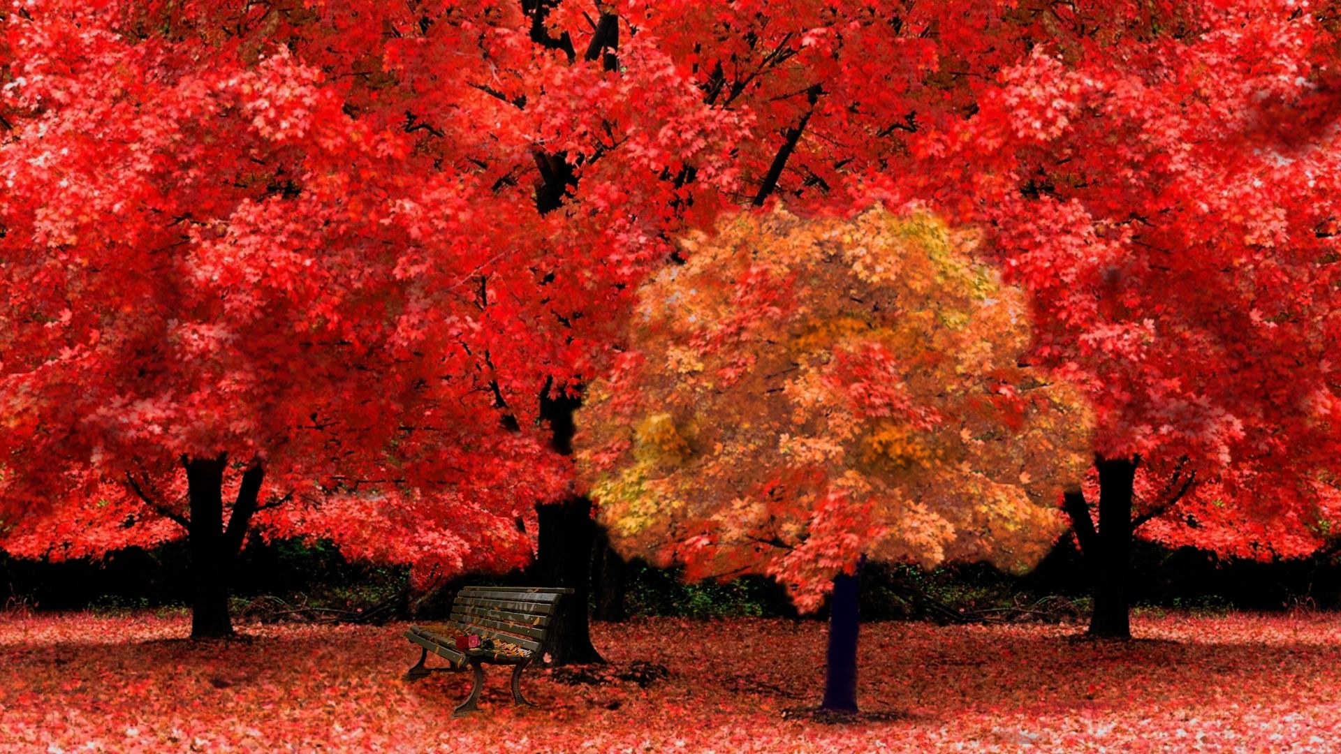 Red Autumn Leaves, High Definition, High Quality, Widescreen