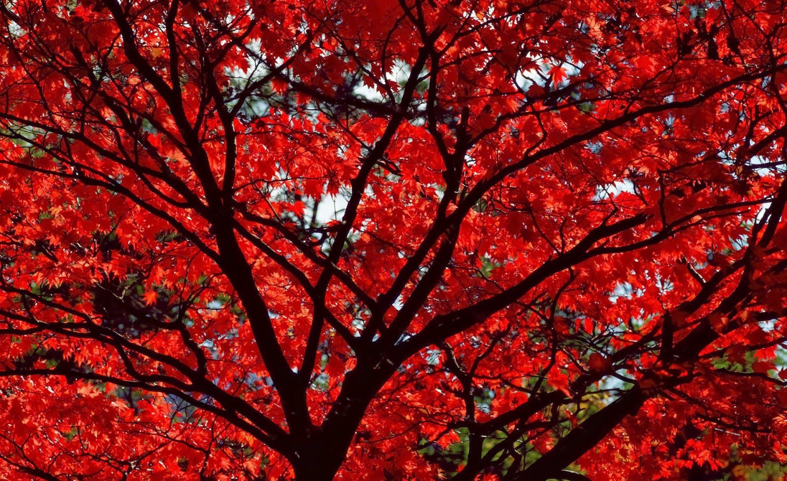 HD Wallpaper Desktop: Autumn Wallpaper With Red Leaves
