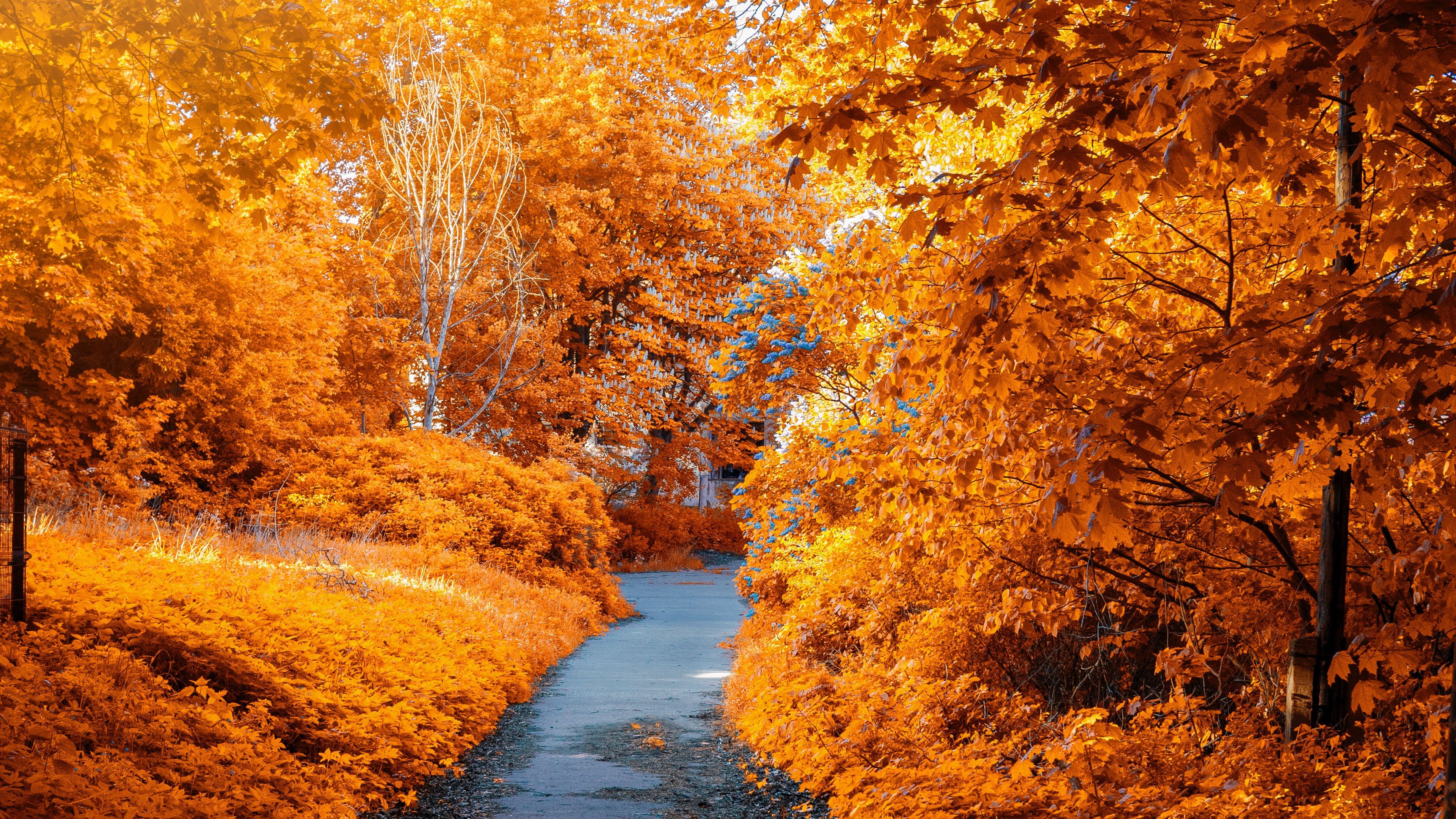 Download wallpaper 3840x2160 autumn, path, park, foliage 4k uhd 16:9 HD background