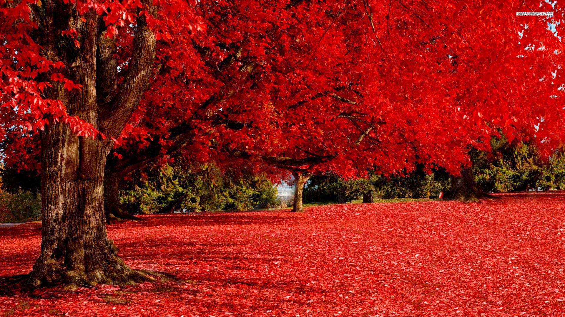 Red Autumn Tree & Carpet desktop PC and Mac wallpaper