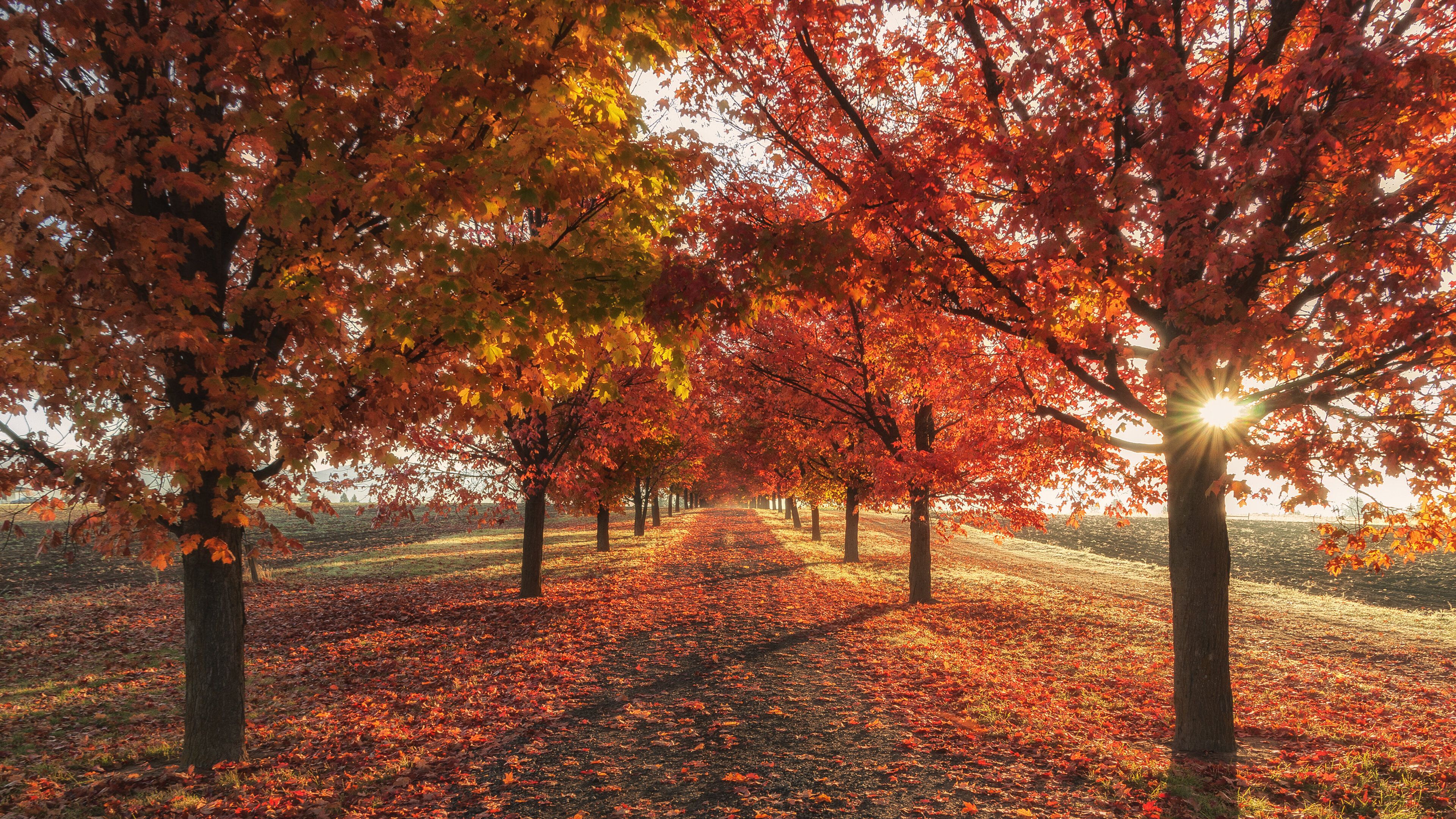 Autumn Fall Season Trees 4k 4k HD 4k Wallpaper, Image, Background, Photo and Picture