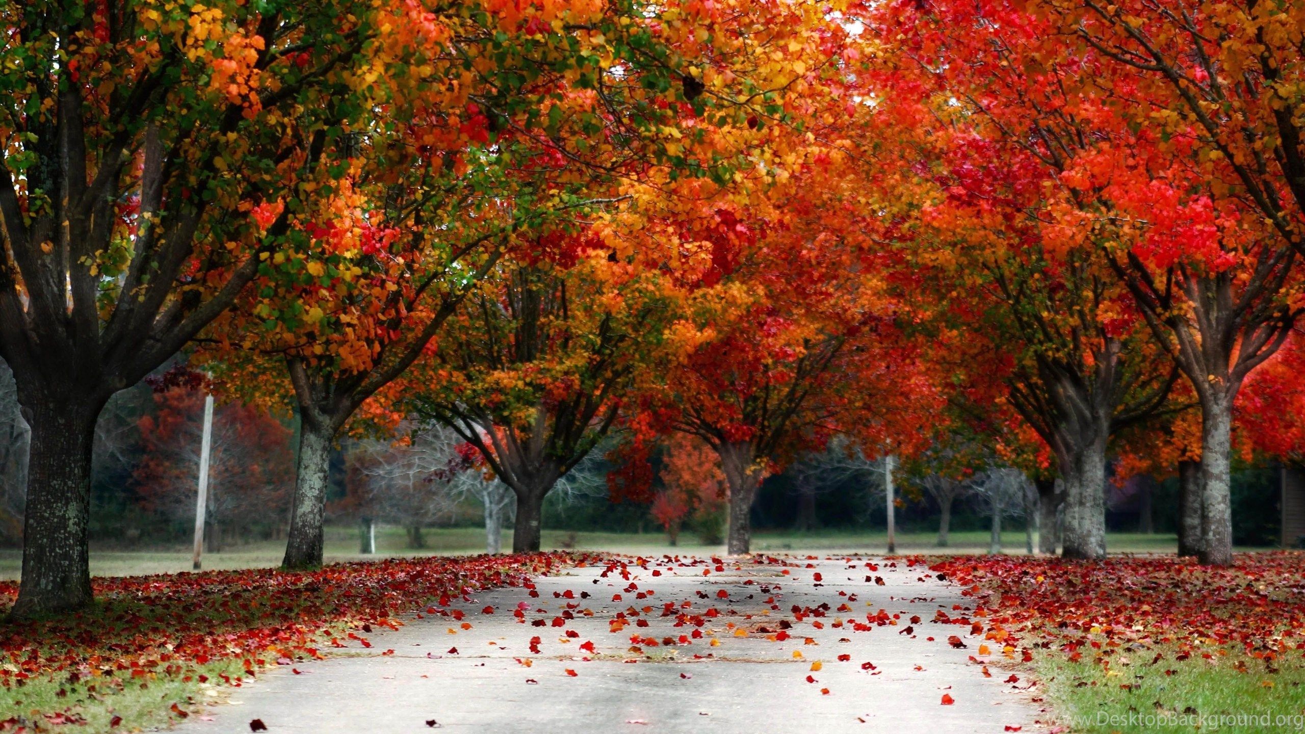 Fall Trees Autumn Colors 3840x2160 4K 16 9 Ultra HD, UHD. Desktop Background