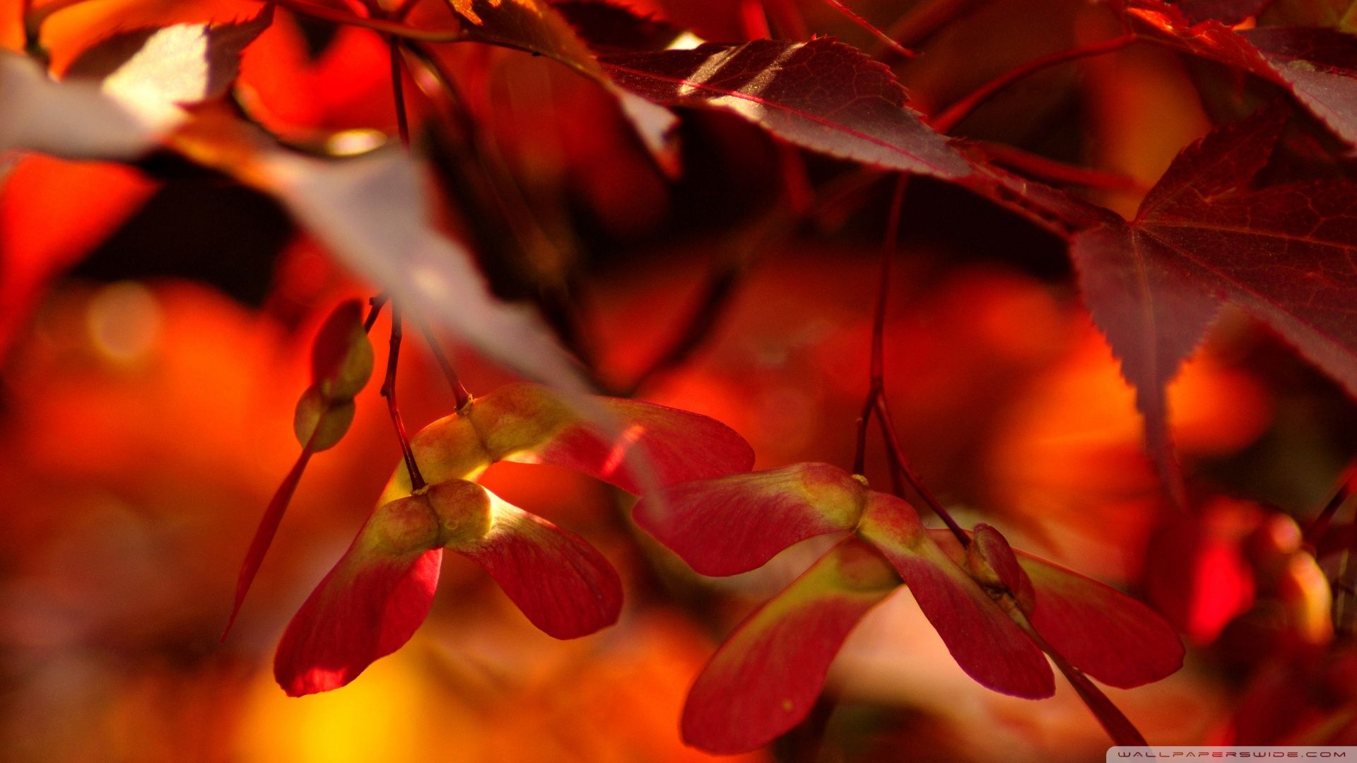 Download Red Autumn Leaves Close Up Wallpaper 1920x1080