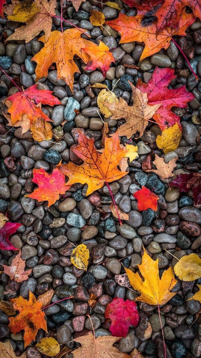 To Decorate Your Screen With A Fall iPhone Wallpaper