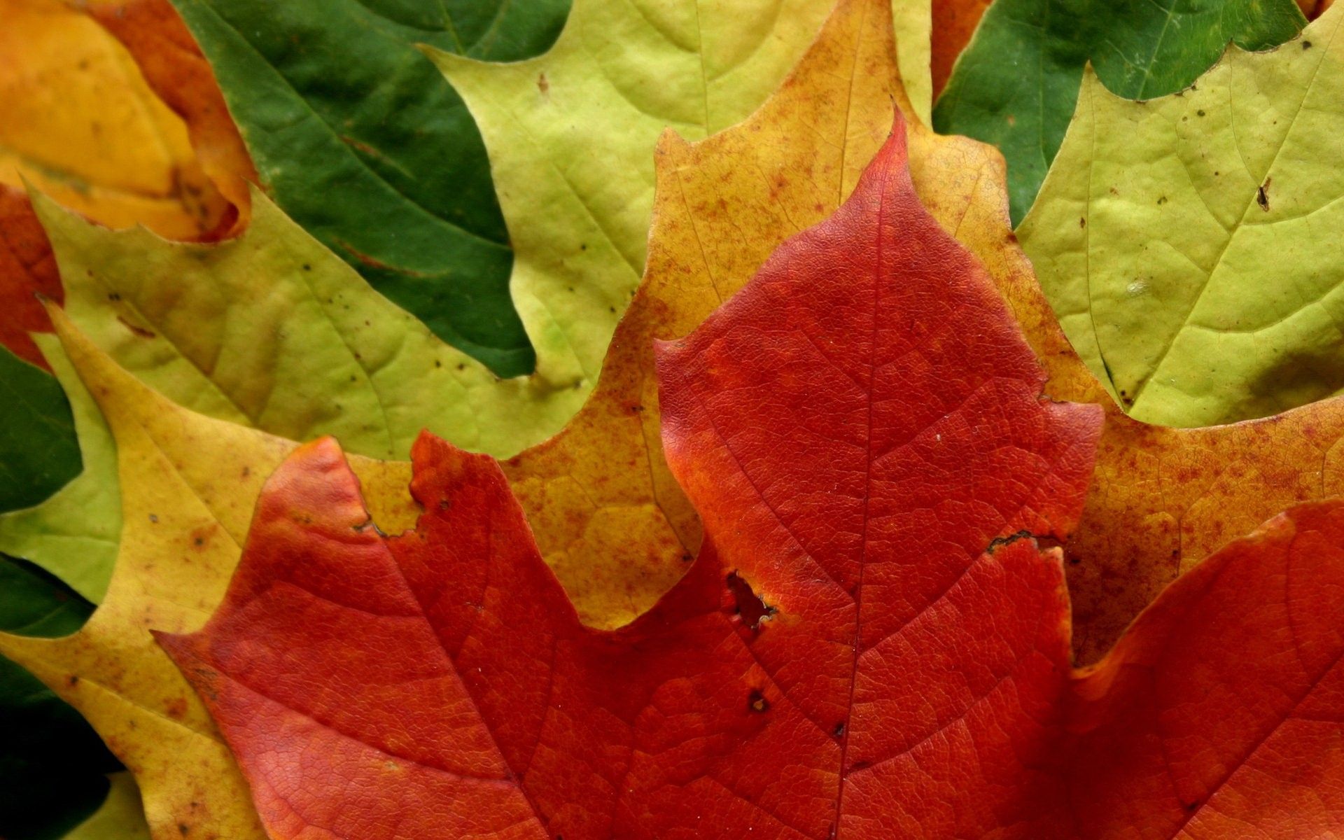Autumn Leaf Wallpaperx1200