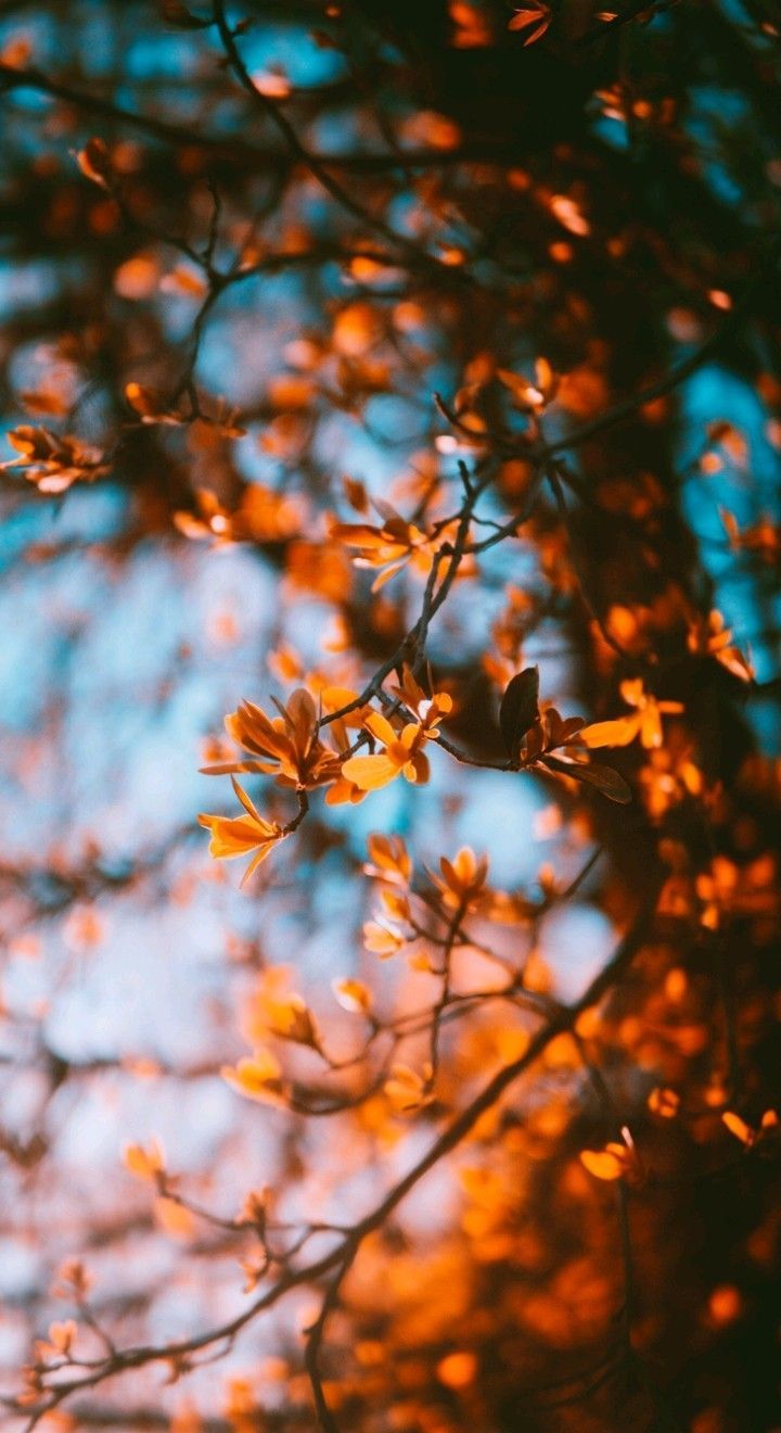 Fall wallpaper. Fall wallpaper, Fall wallpaper tumblr, Fall background iphone