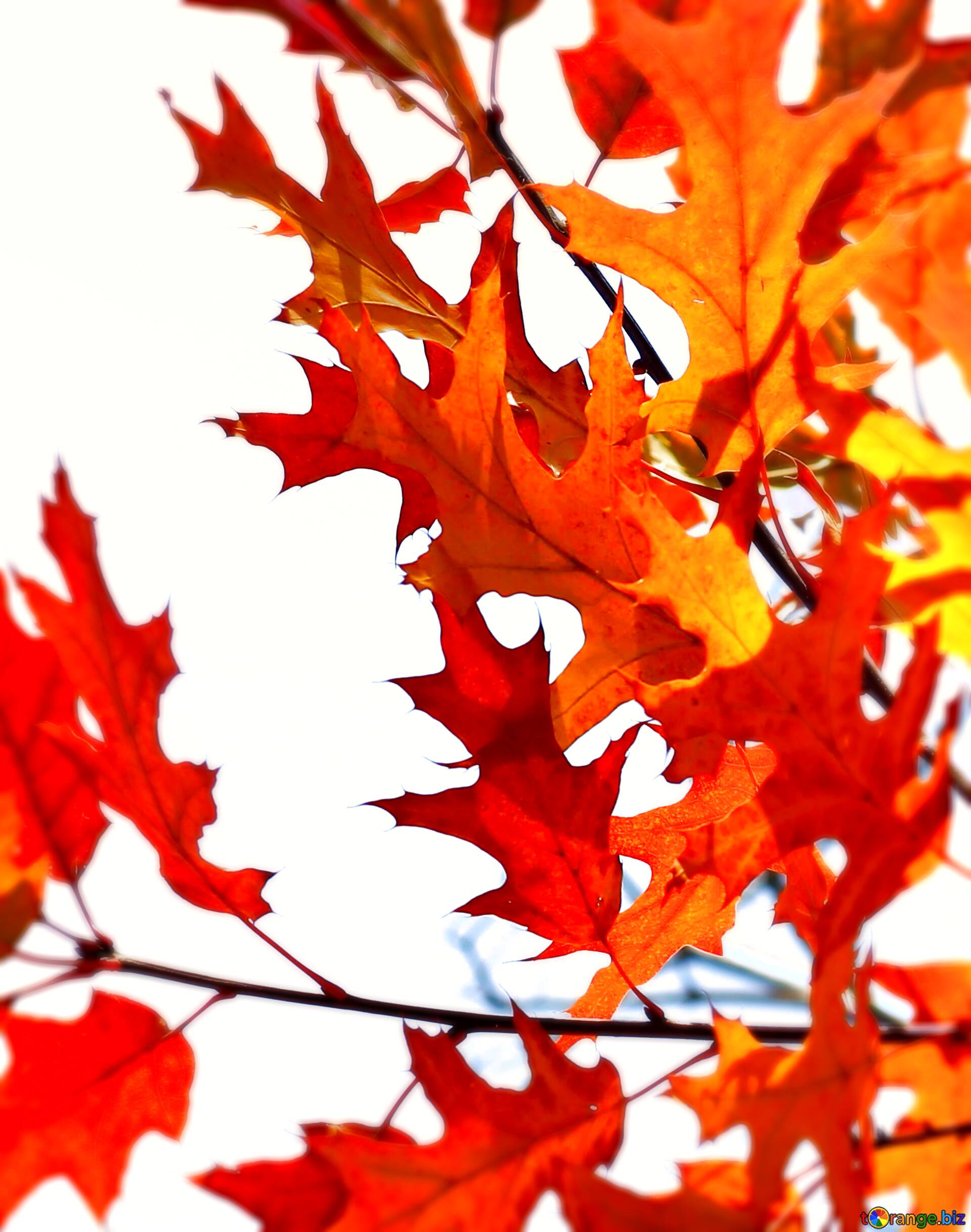 Download Free Picture Autumn Forest Leaves On CC BY License Free Image Stock TOrange.biz Fx №13828