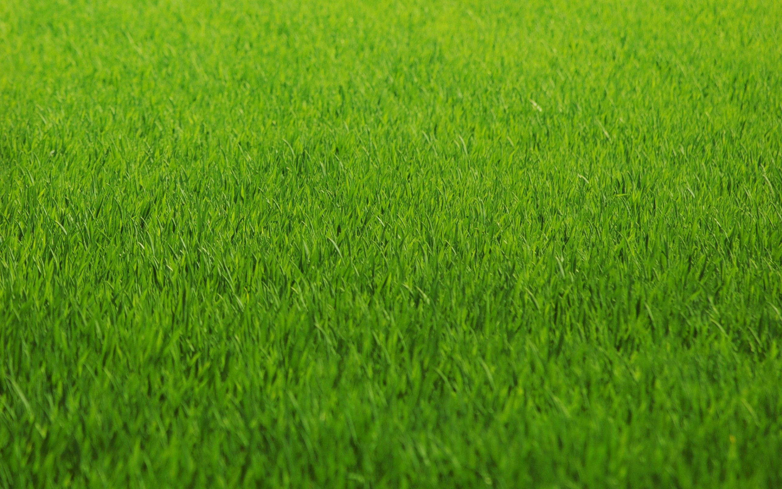 Turf Irrigation Wallpaper. Turf Irrigation Wallpaper, Astro Turf Wallpaper and Neo Turf Masters Wallpaper