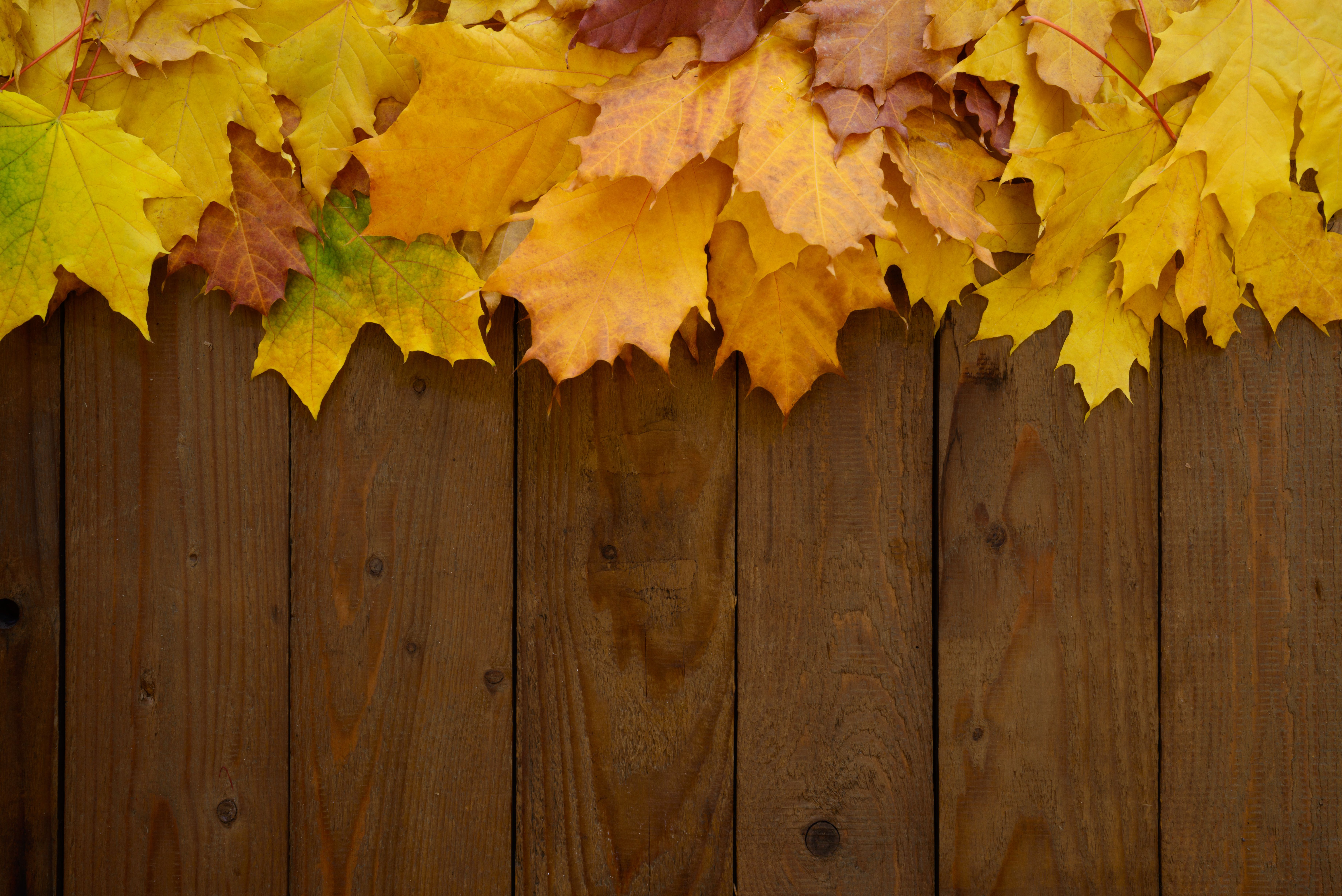 Wooden Background With Autumn Leaves Quality Image And Transparent PNG Free Clipart