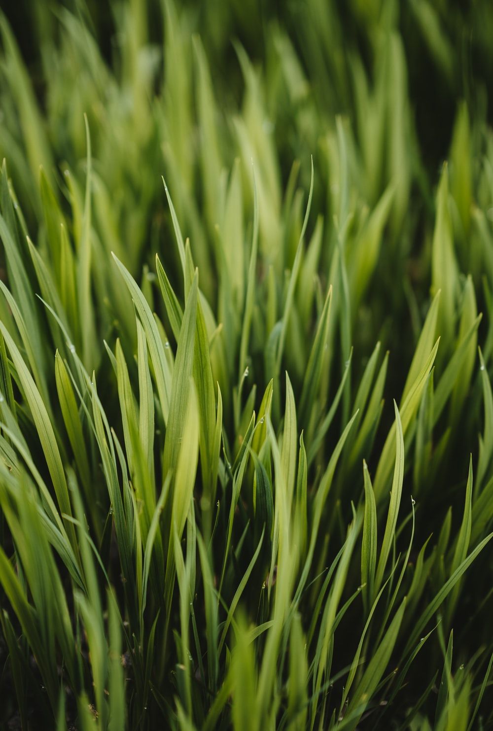 Grass Picture. Download Free Image