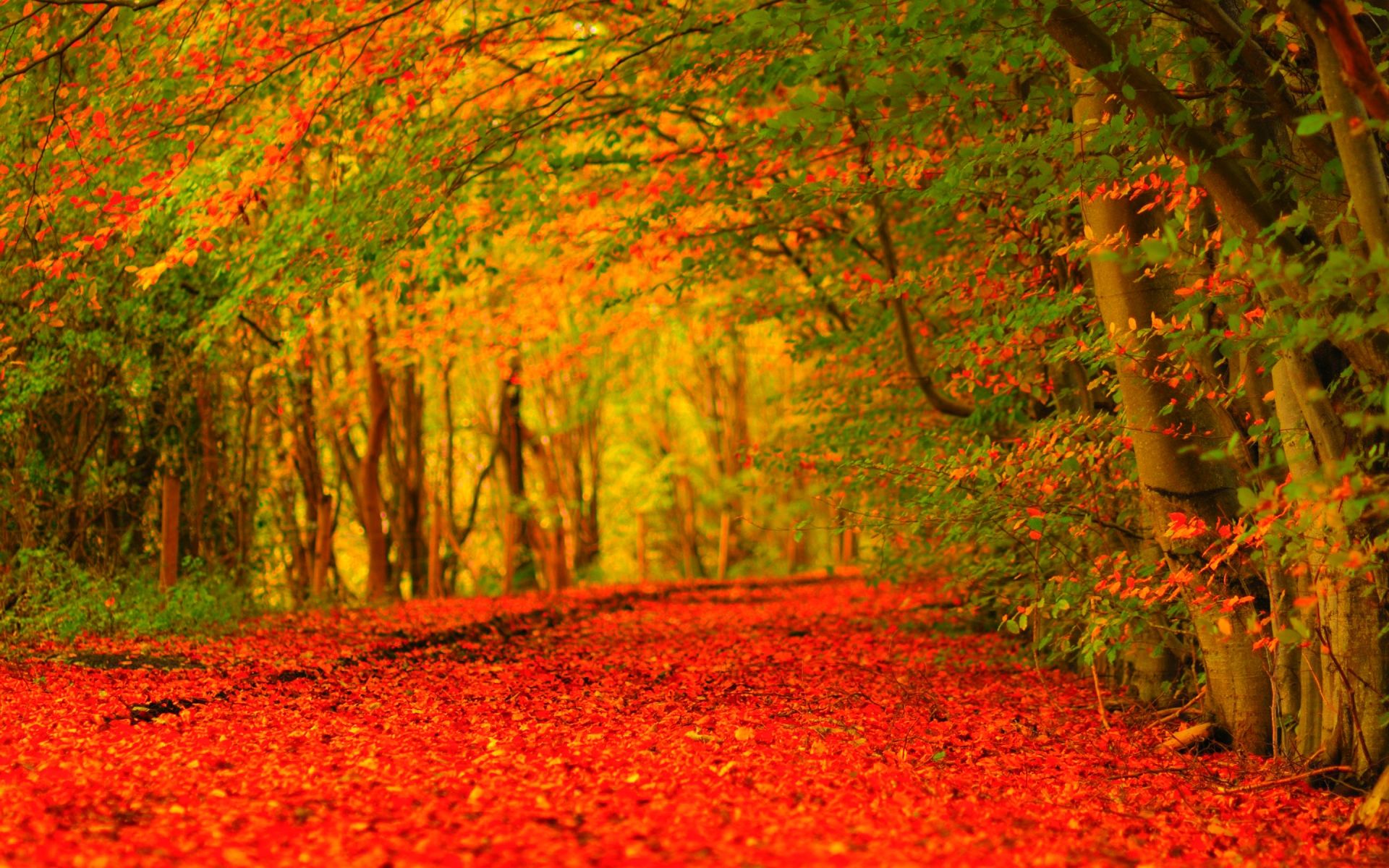 Pretty Autumn Forest