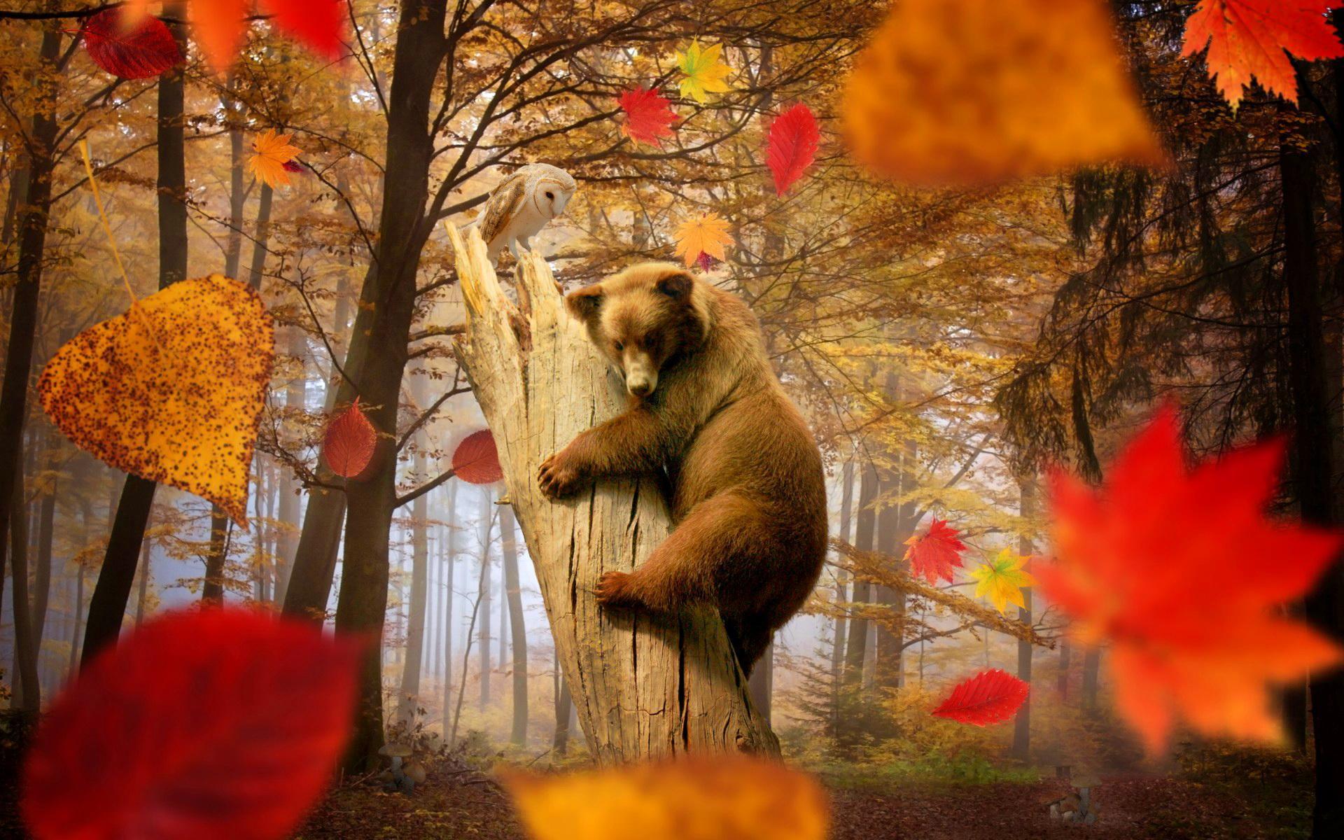 Autumn joy HD desktop wallpaper, Widescreen, High Definition