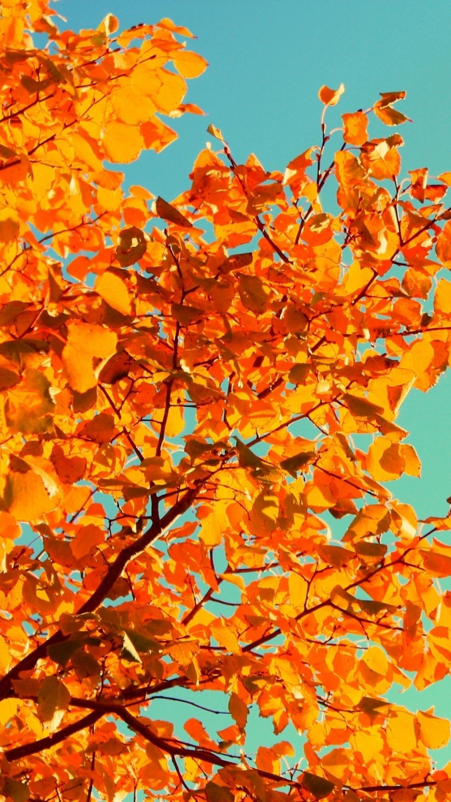 Wallpaper Tree, 5k, 4k wallpaper, sky, autumn, yellow, leaves, Nature