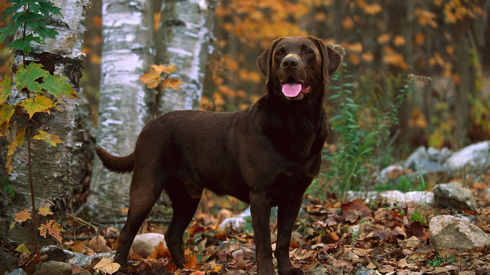 Why chocolate labs don't live as long as other retrievers