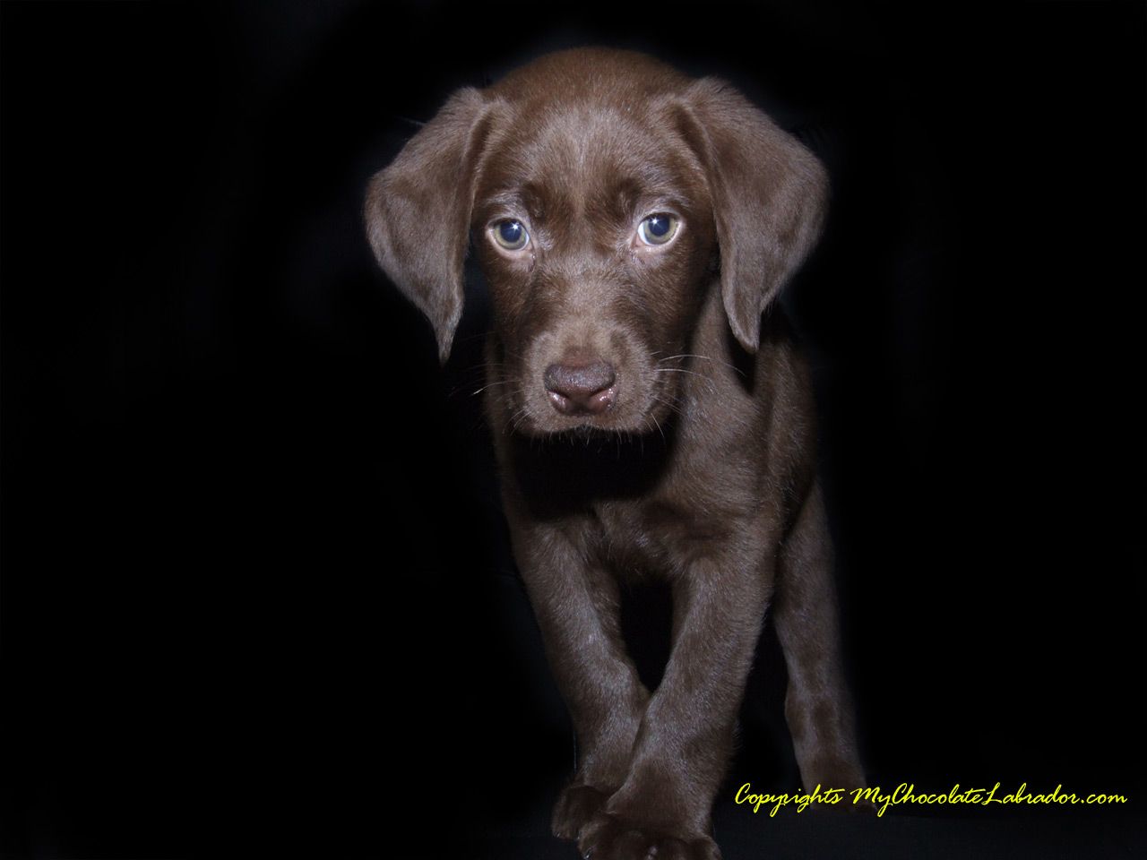 Free download Chocolate Labrador Wallpaper Jackie the Chocolate Lab [1280x960] for your Desktop, Mobile & Tablet. Explore Free Chocolate Lab Puppy Wallpaper. Yellow Lab Wallpaper, Black Lab Wallpaper for