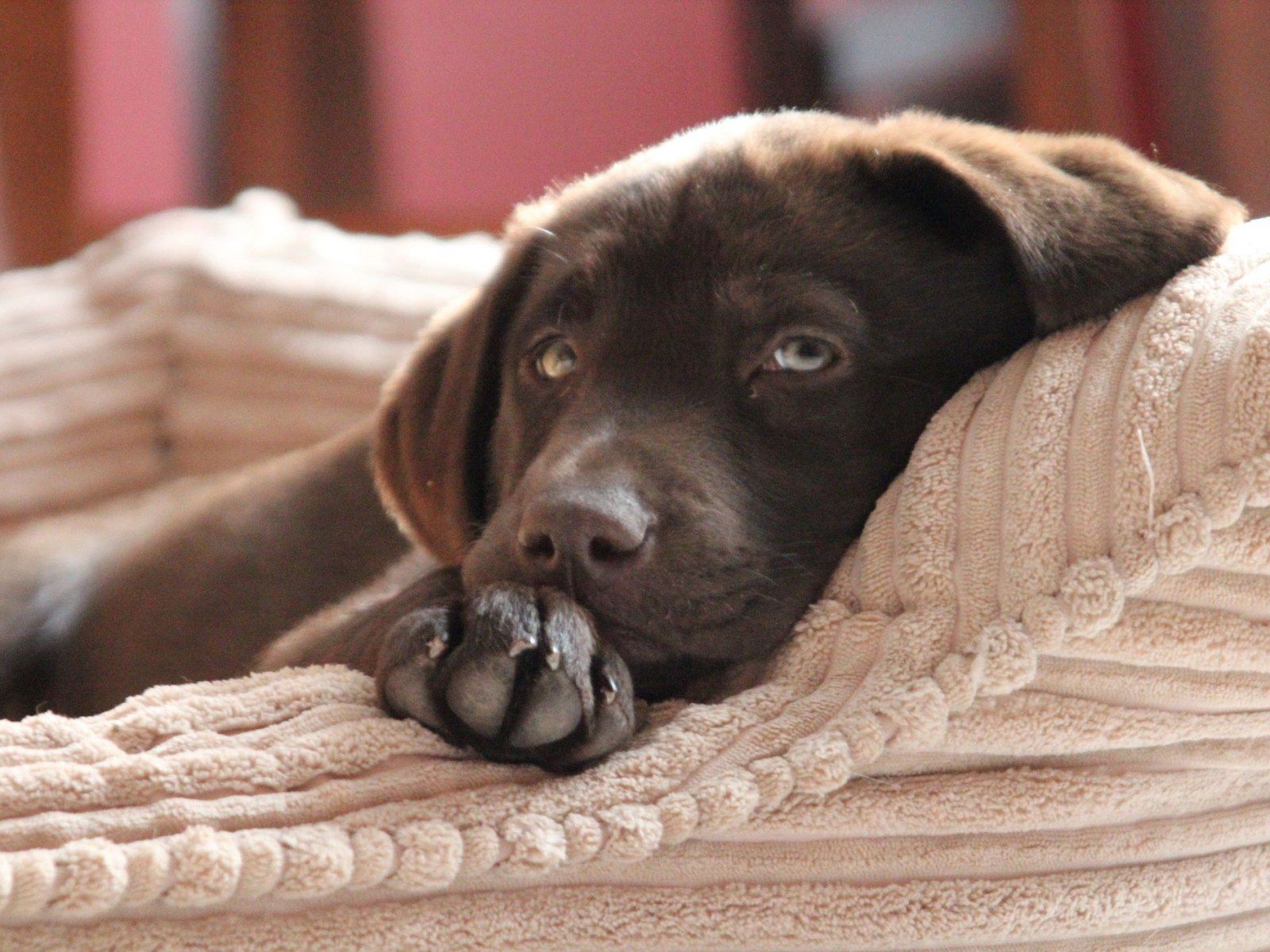 Chocolate Labradors Die Earlier Than Black or Yellow Labs Because of Breeding for Color