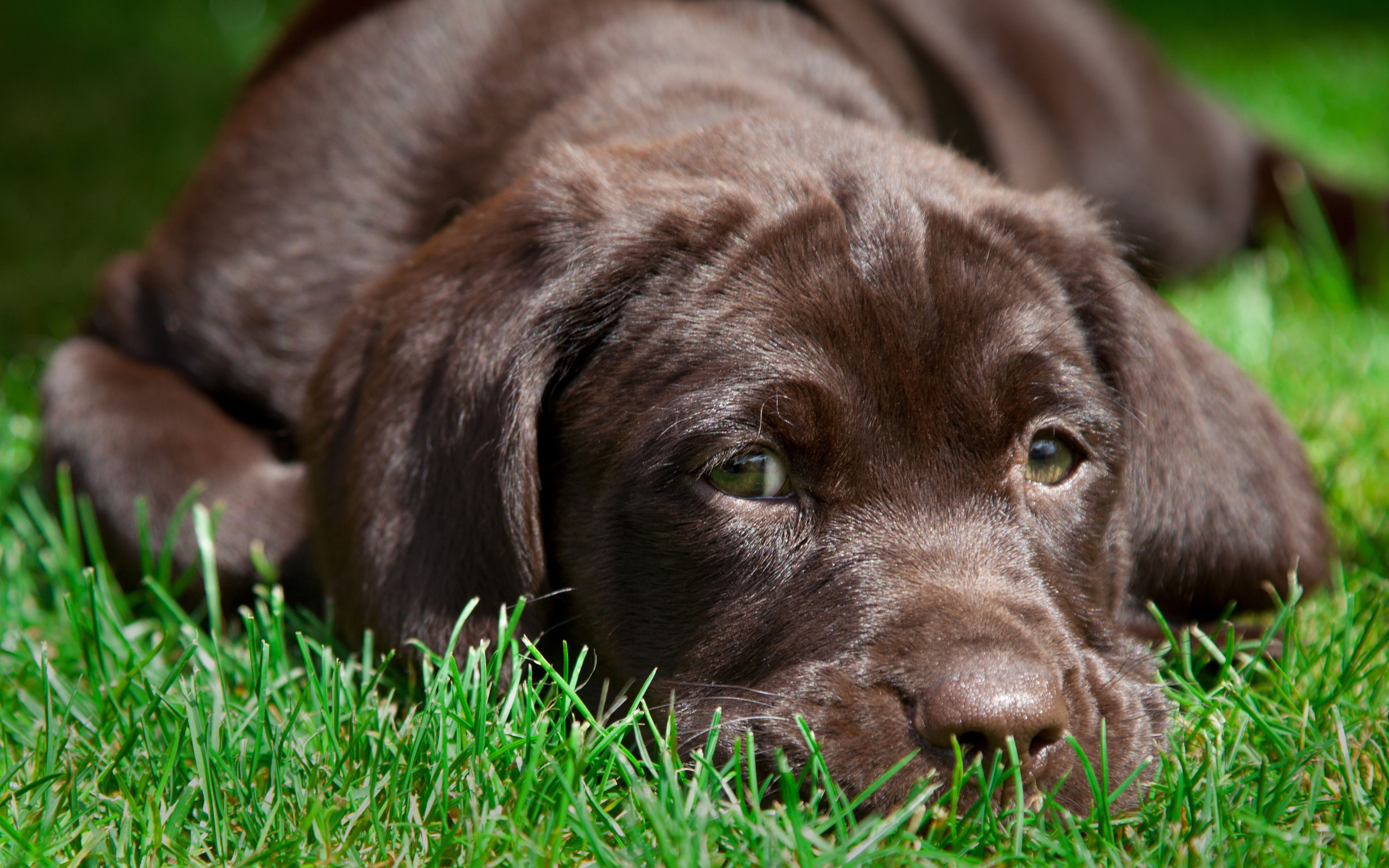 Download wallpaper 4k, chocolate labrador, grass, dogs, retriever, cute animals, labrador for desktop with resolution 3840x2400. High Quality HD picture wallpaper