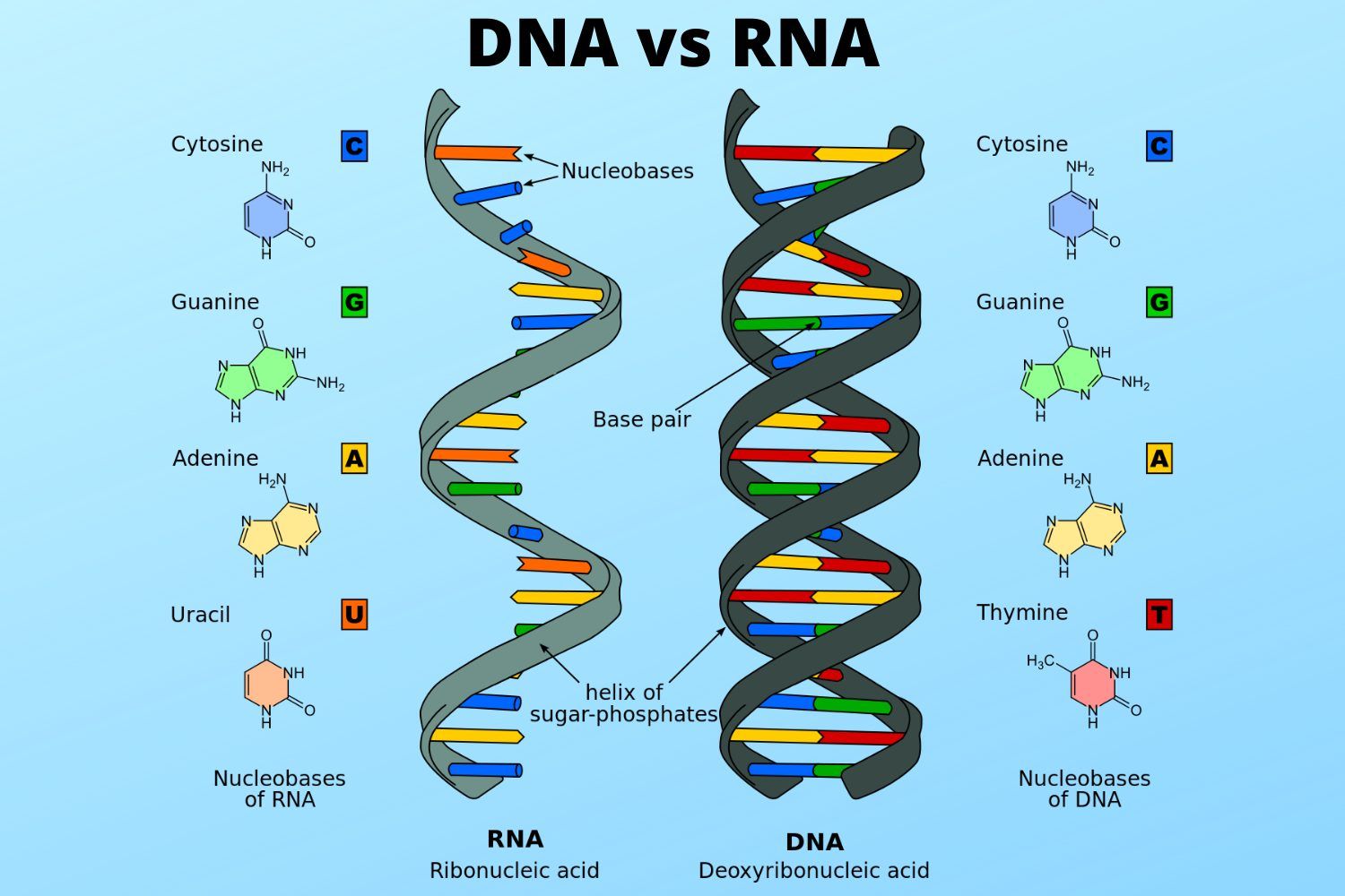 DNA vs RNA and Differences