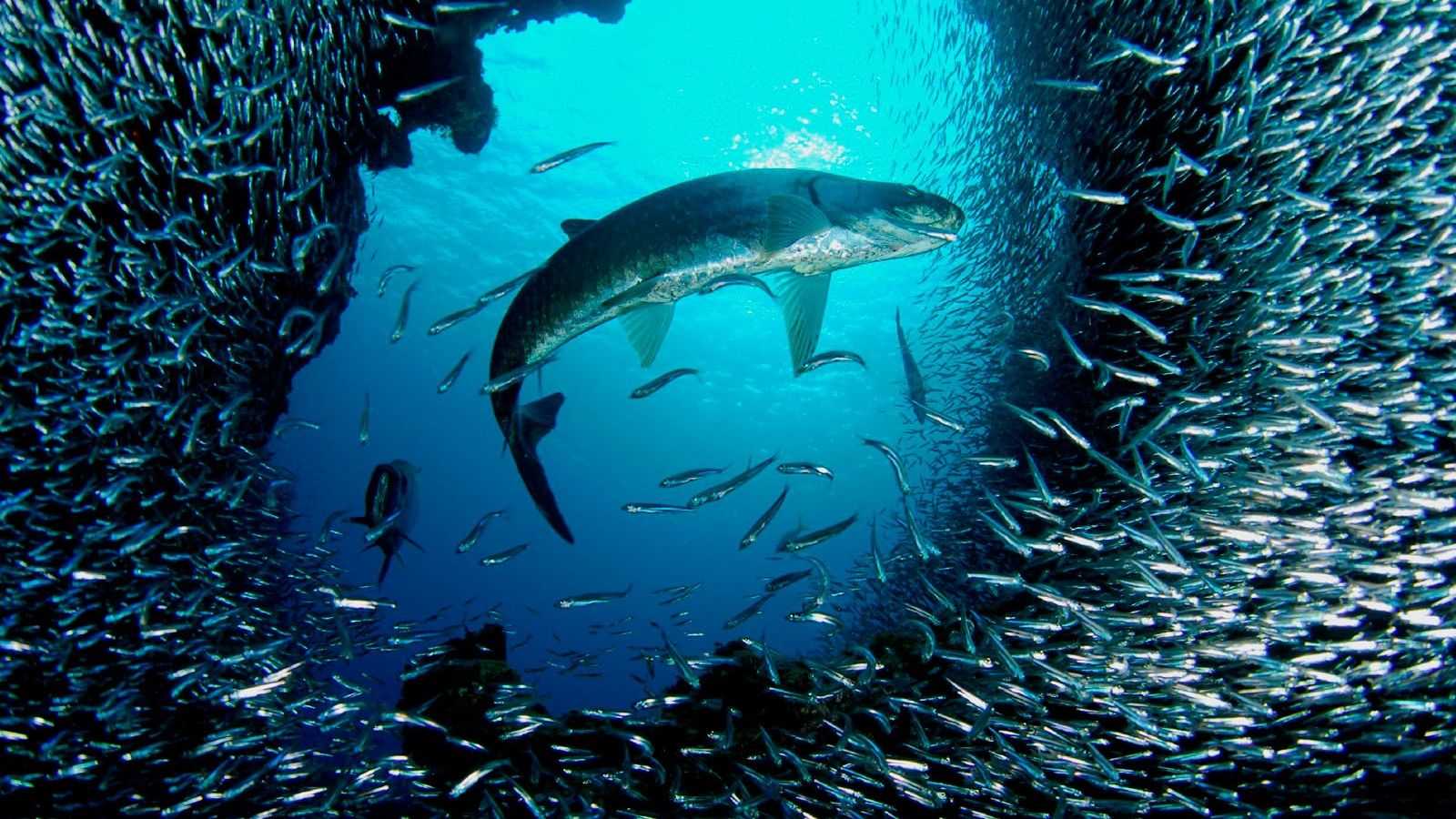 Free download Beautiful Sea Creatures Wallpaper 4 SA Wallpaper [1600x1200] for your Desktop, Mobile & Tablet. Explore Sea Creatures Wallpaper. Beautiful Ocean Wallpaper, Sea Life Wallpaper, HD Ocean Sea Life Wallpaper