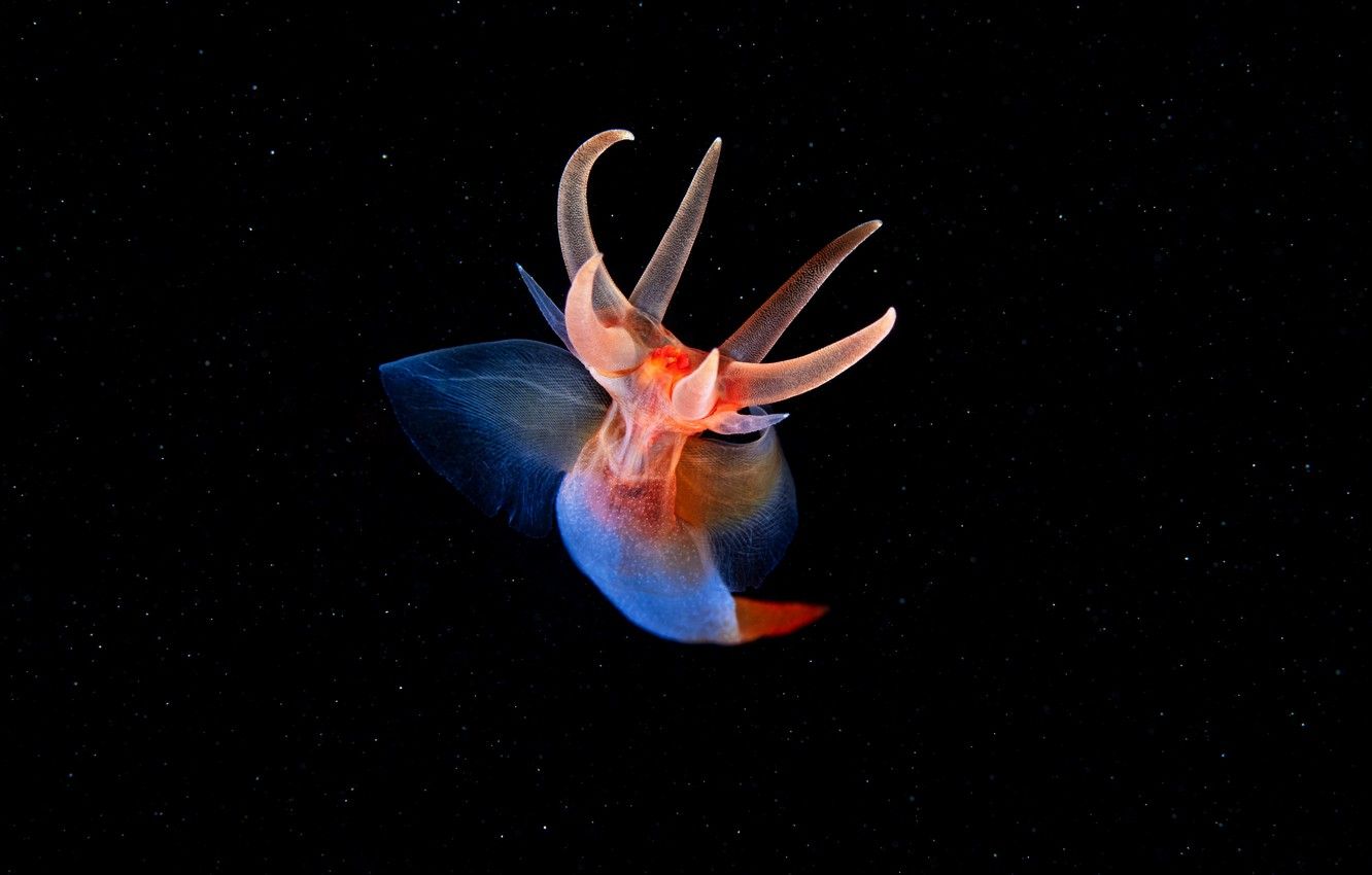 Wallpaper sea, macro, the dark background, the ocean, black background, underwater world, under water, sea creature, Wallpaper from lolita777 image for desktop, section макро