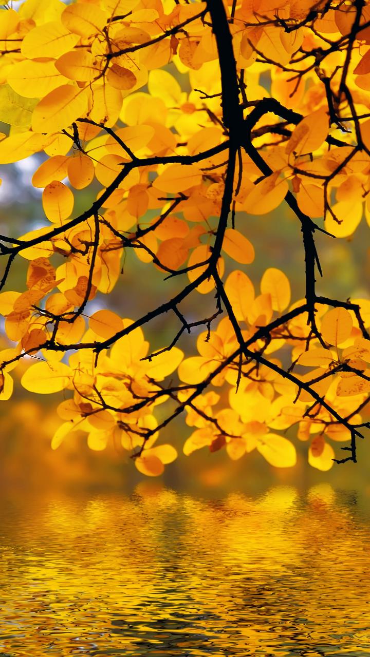 Yellow Autumn tree leaves over river beautiful wallpaper HD Mobile, Desktop Wallpaper